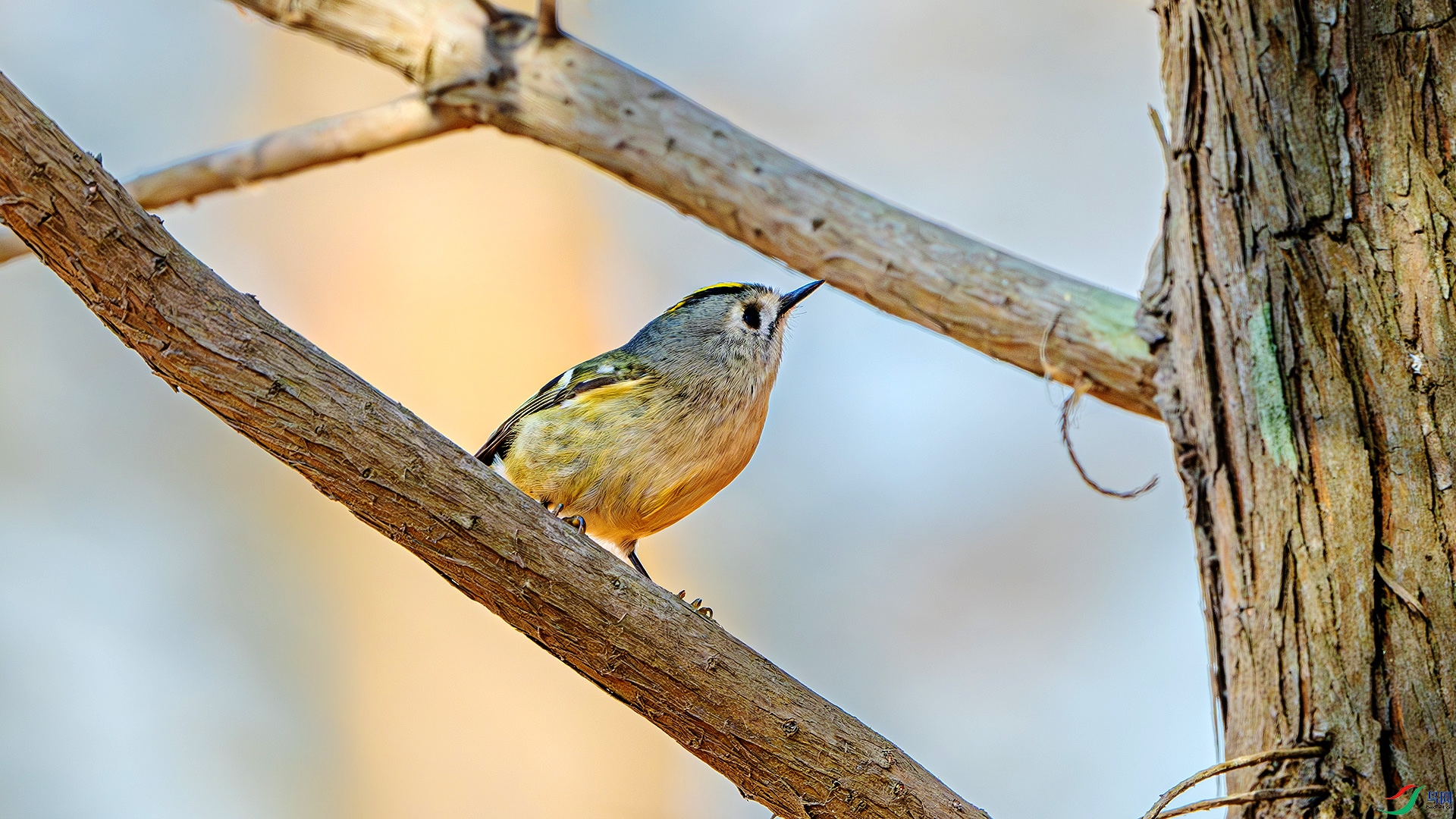 DSC_5230-����ǿ-NR ����.jpg