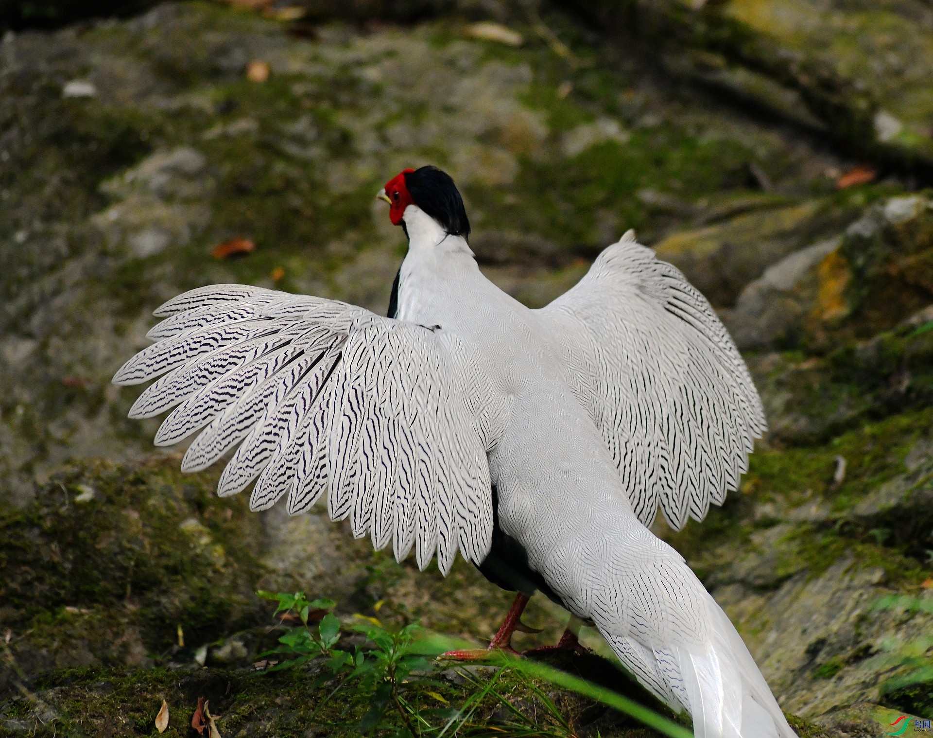 DSC_2567.jpg