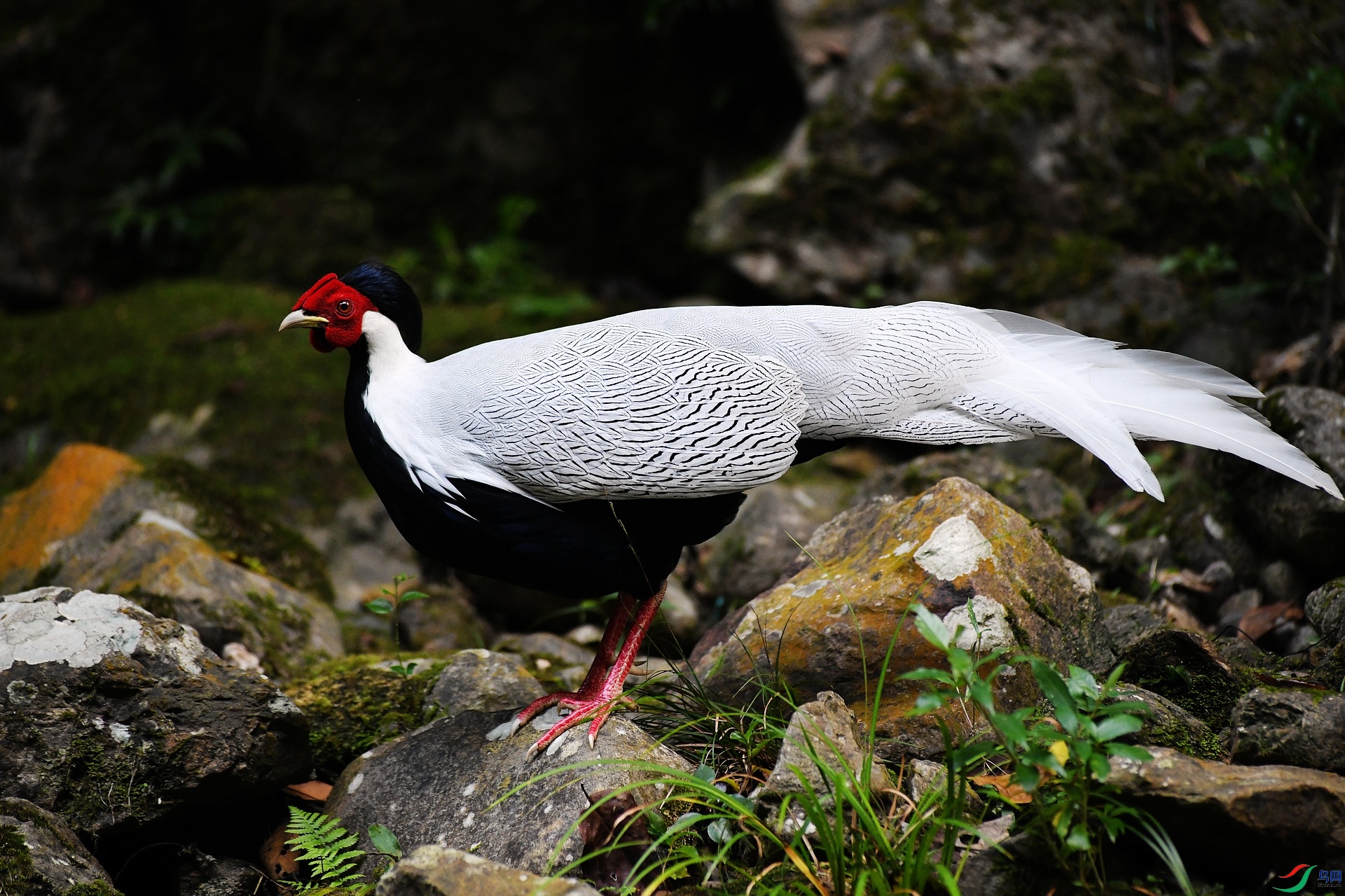 DSC_2556.jpg
