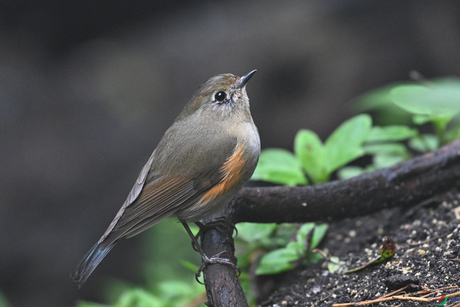 DSC_7039.JPG