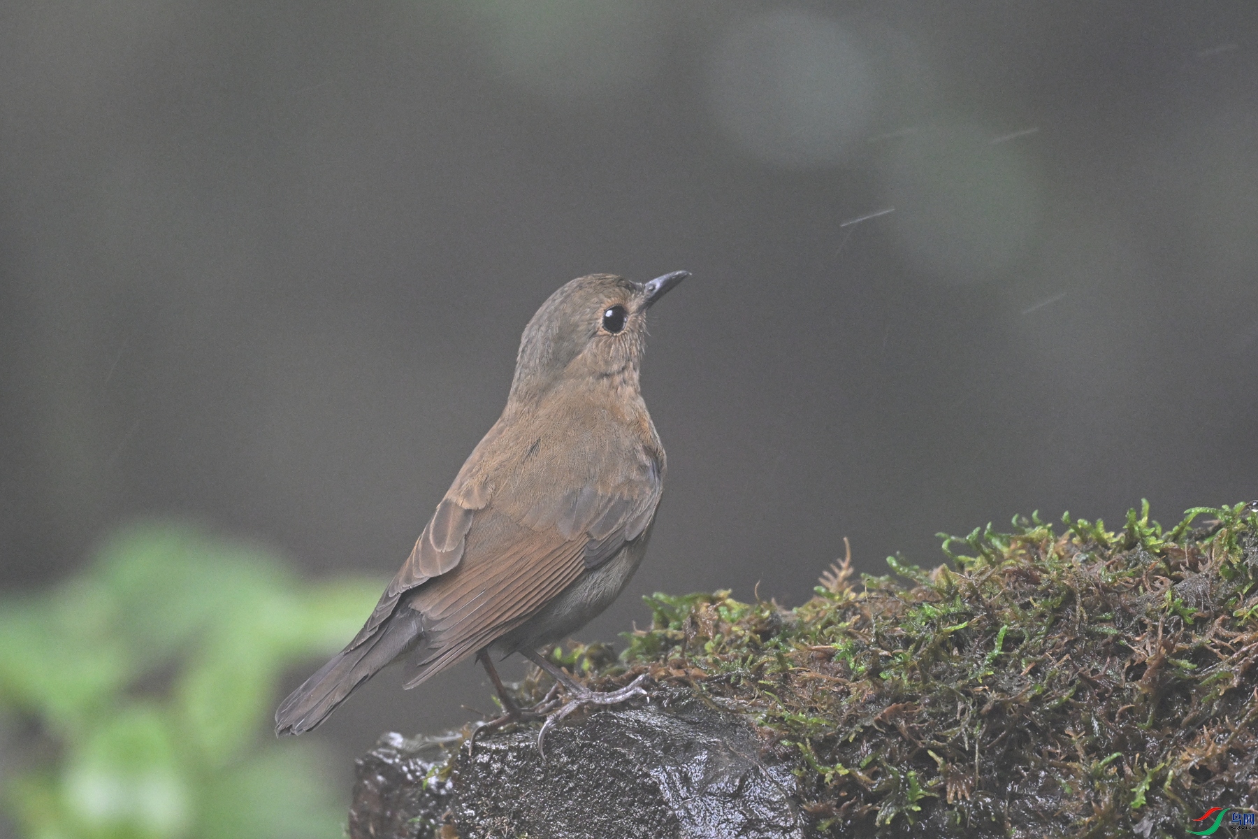 DSC_7005.JPG