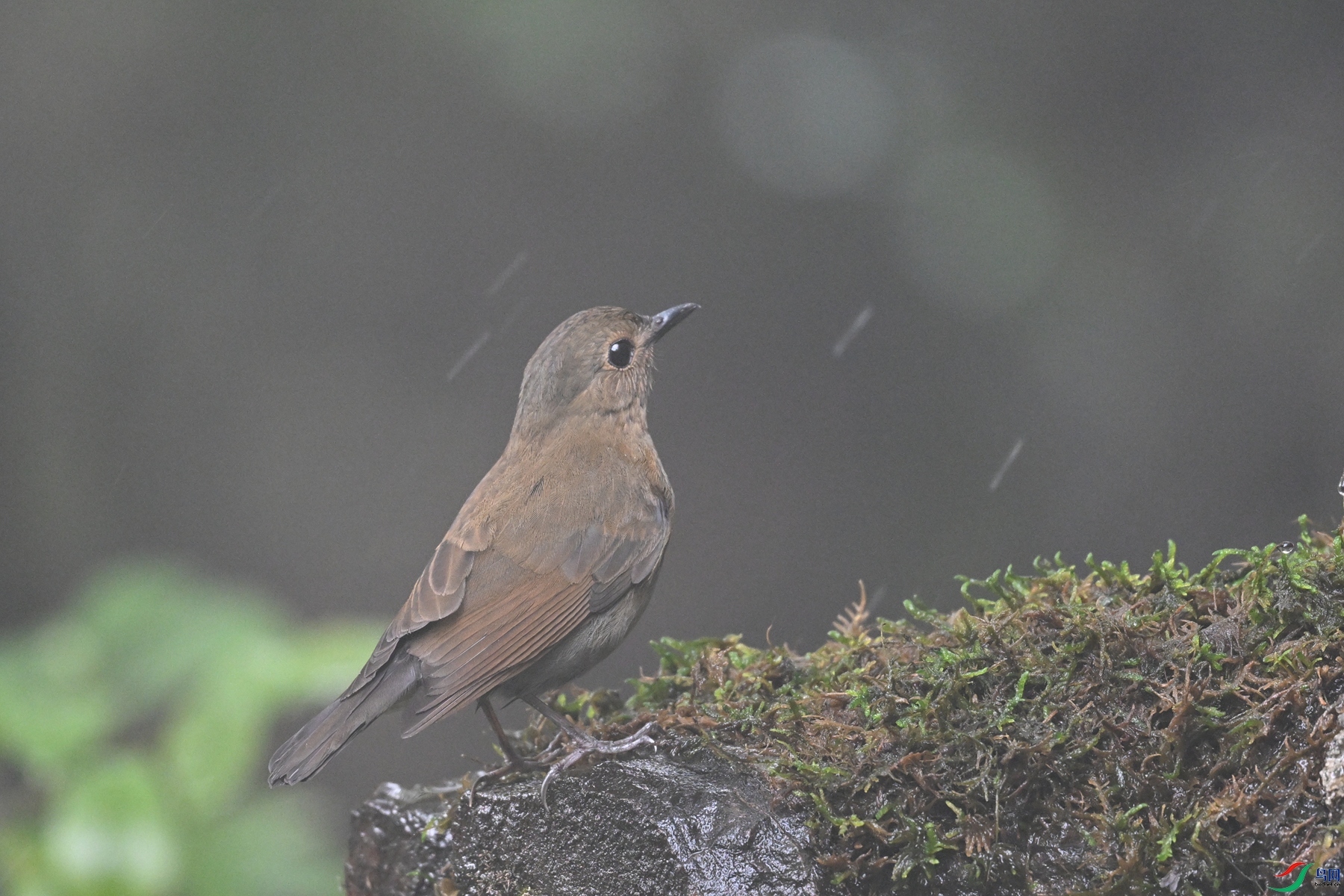 DSC_7007.JPG
