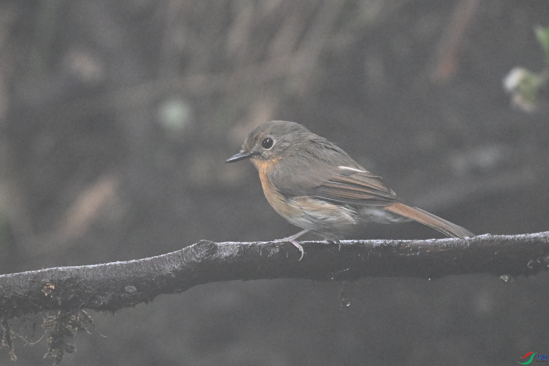 DSC_7032.JPG