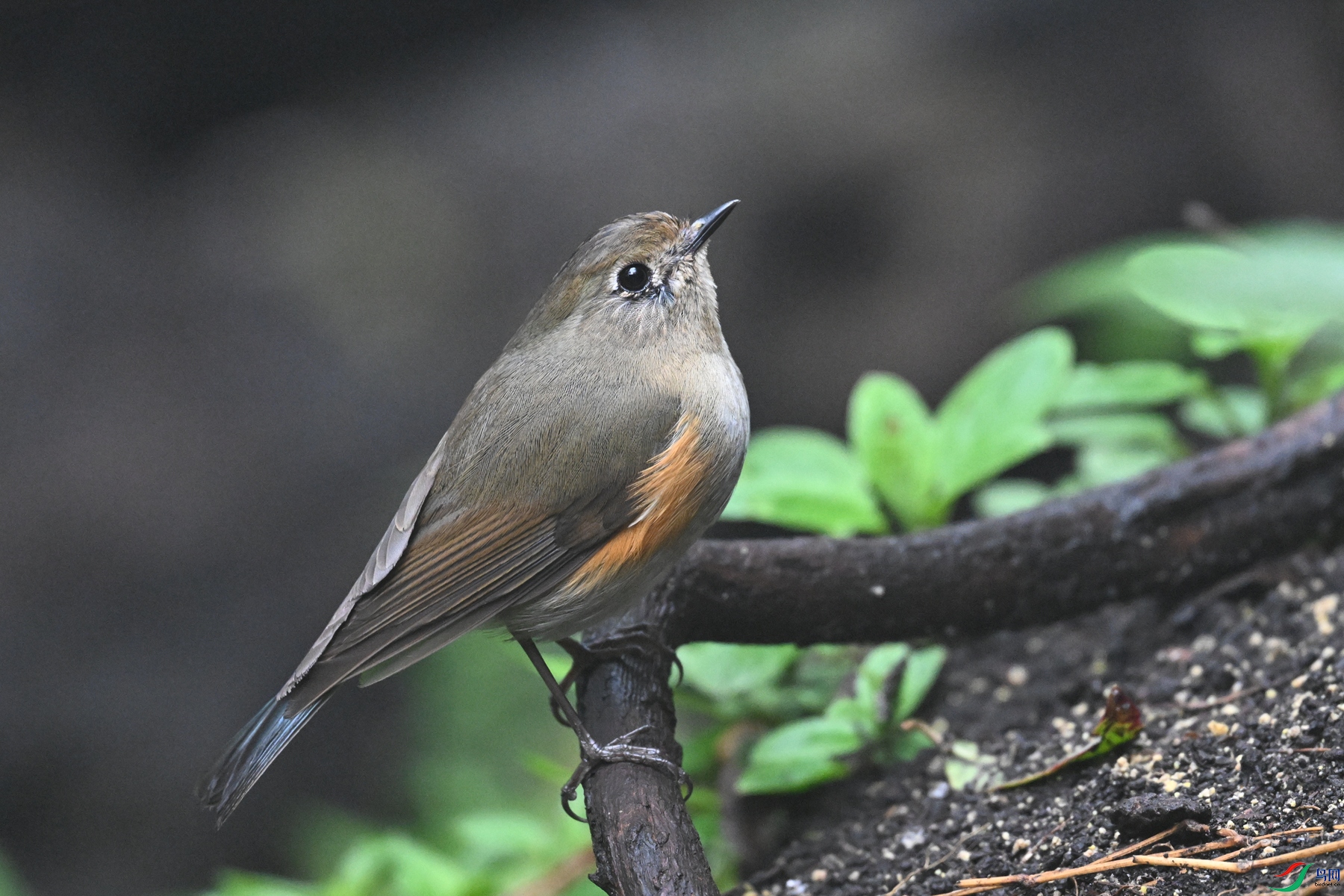 DSC_7036.JPG
