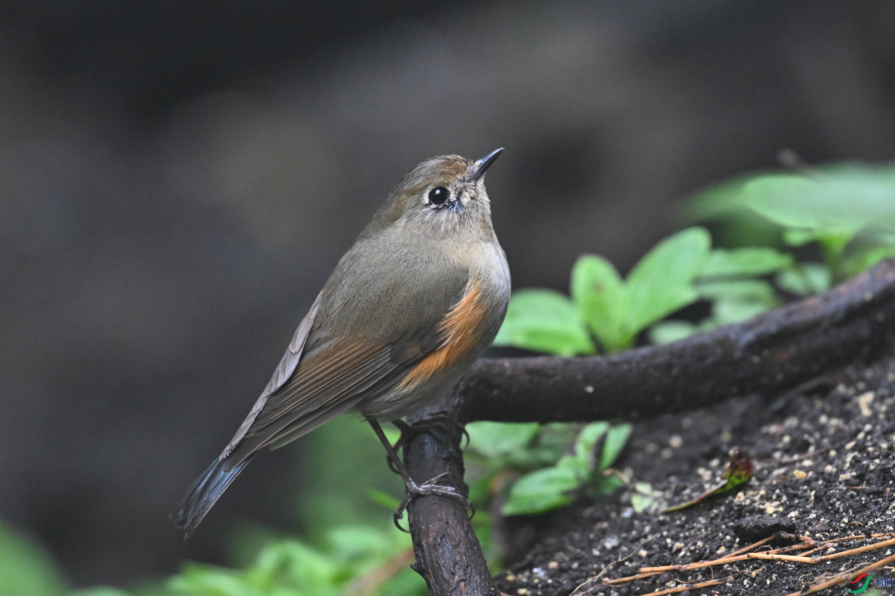 DSC_7040.JPG