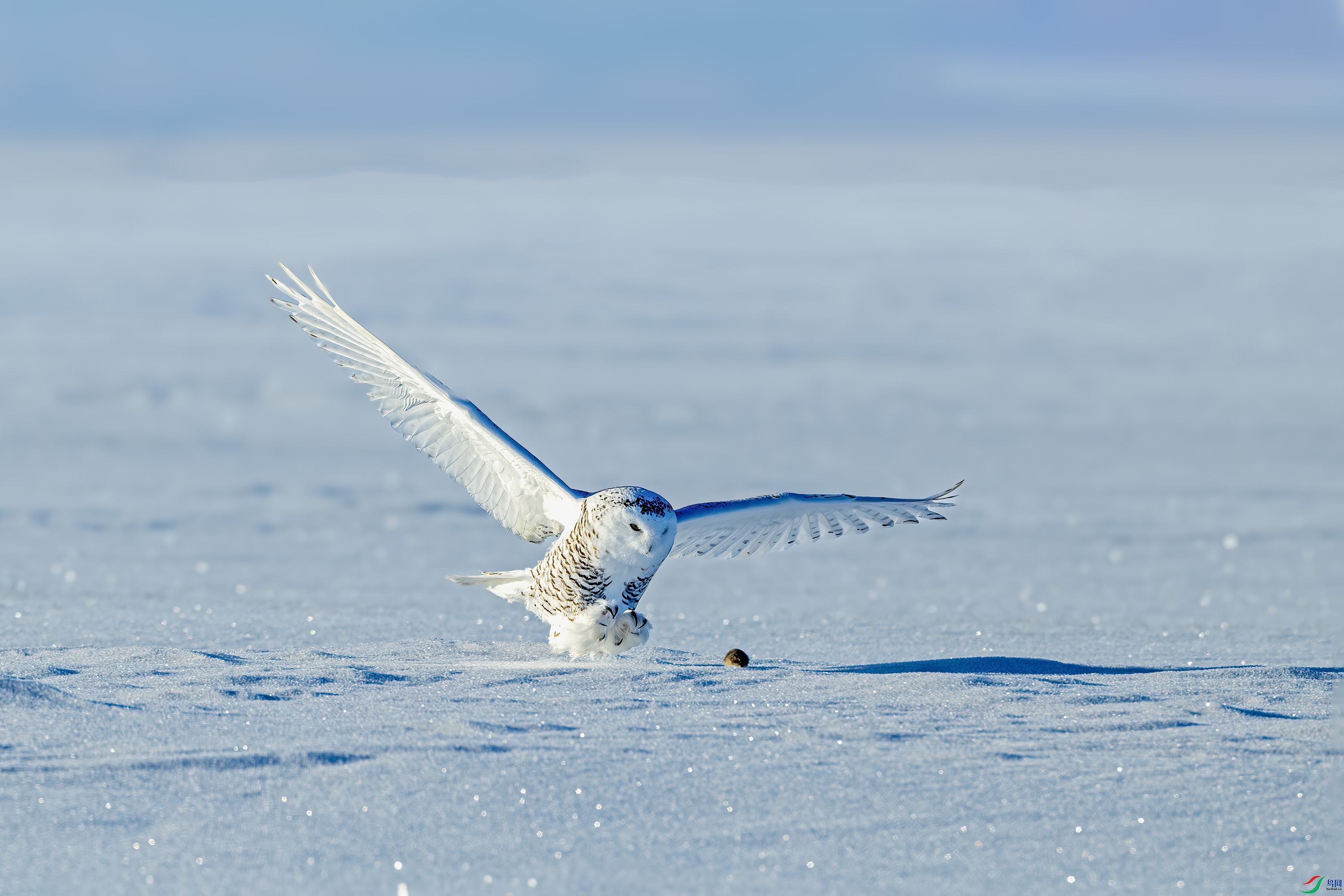 DSC_3461.jpg
