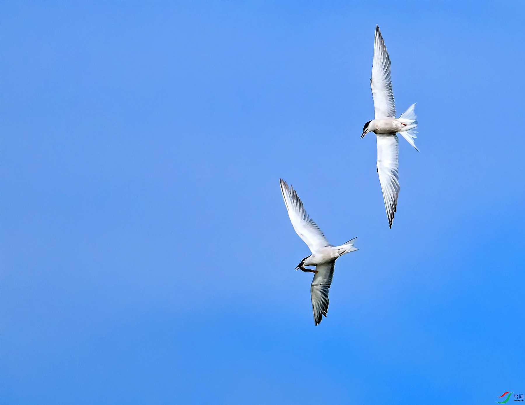 DSC_0523---_conew1.jpg