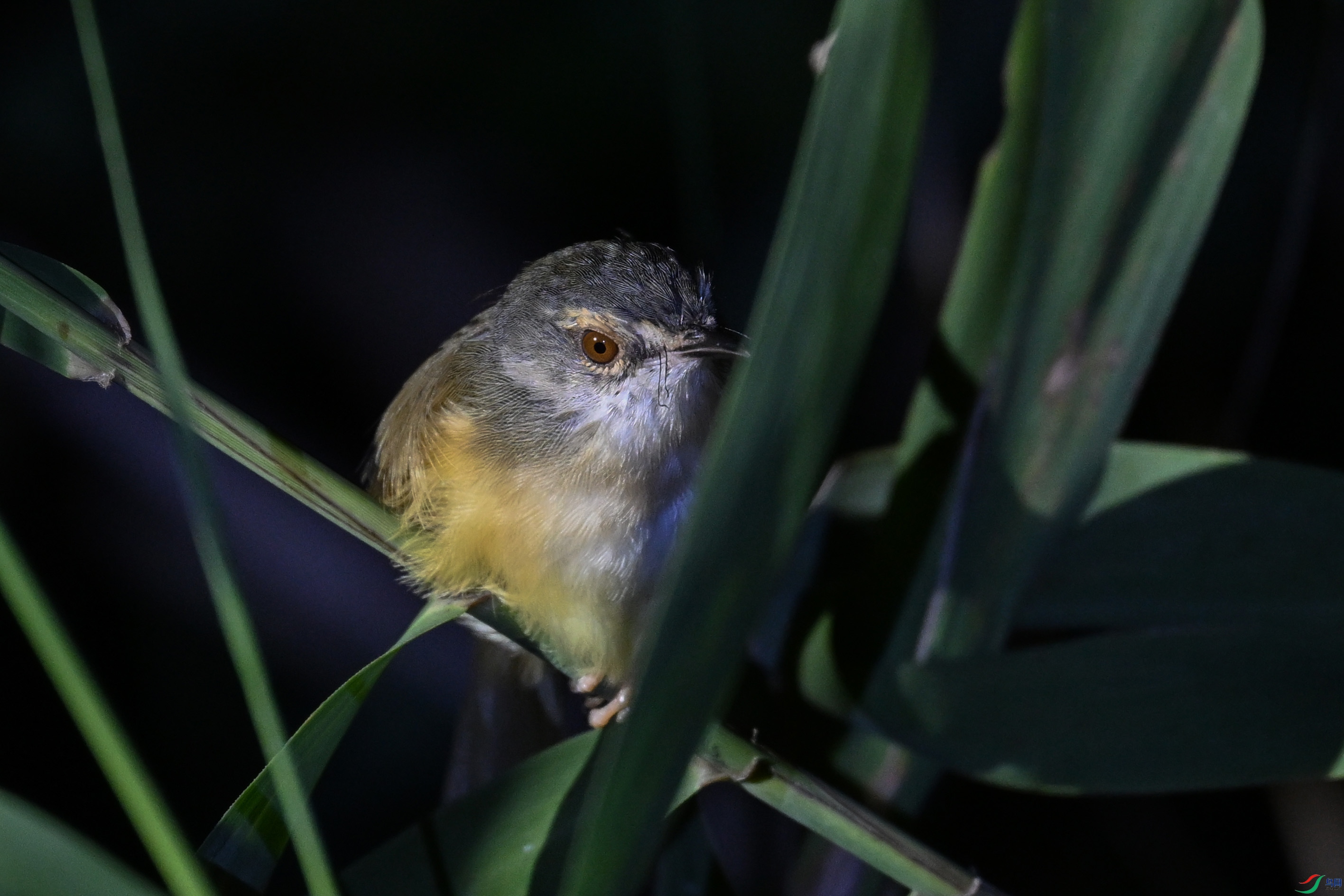 DSC_2743.JPG