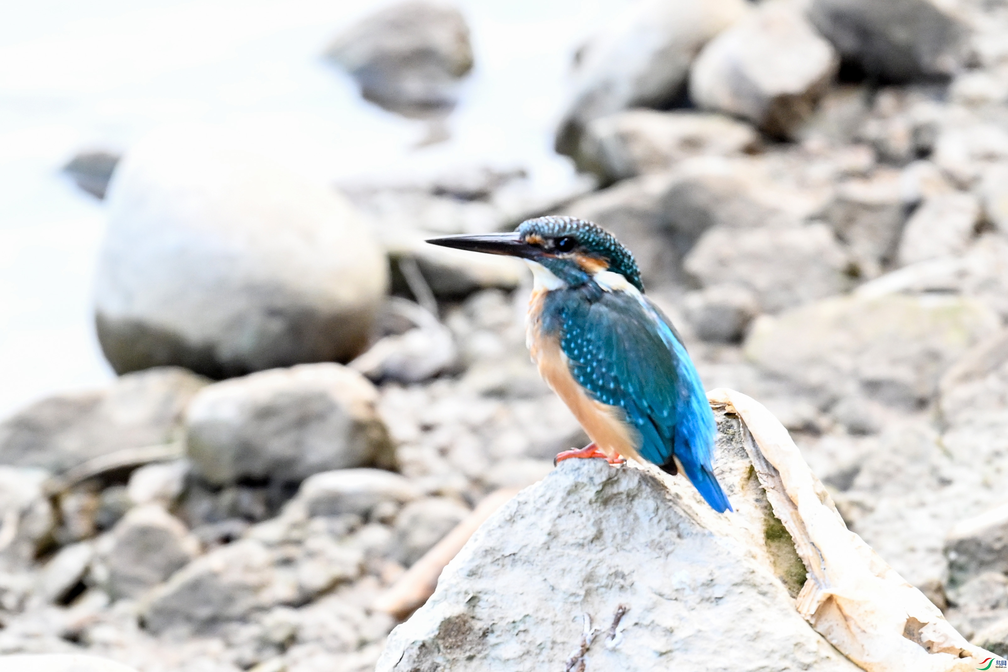 DSC_2910.JPG