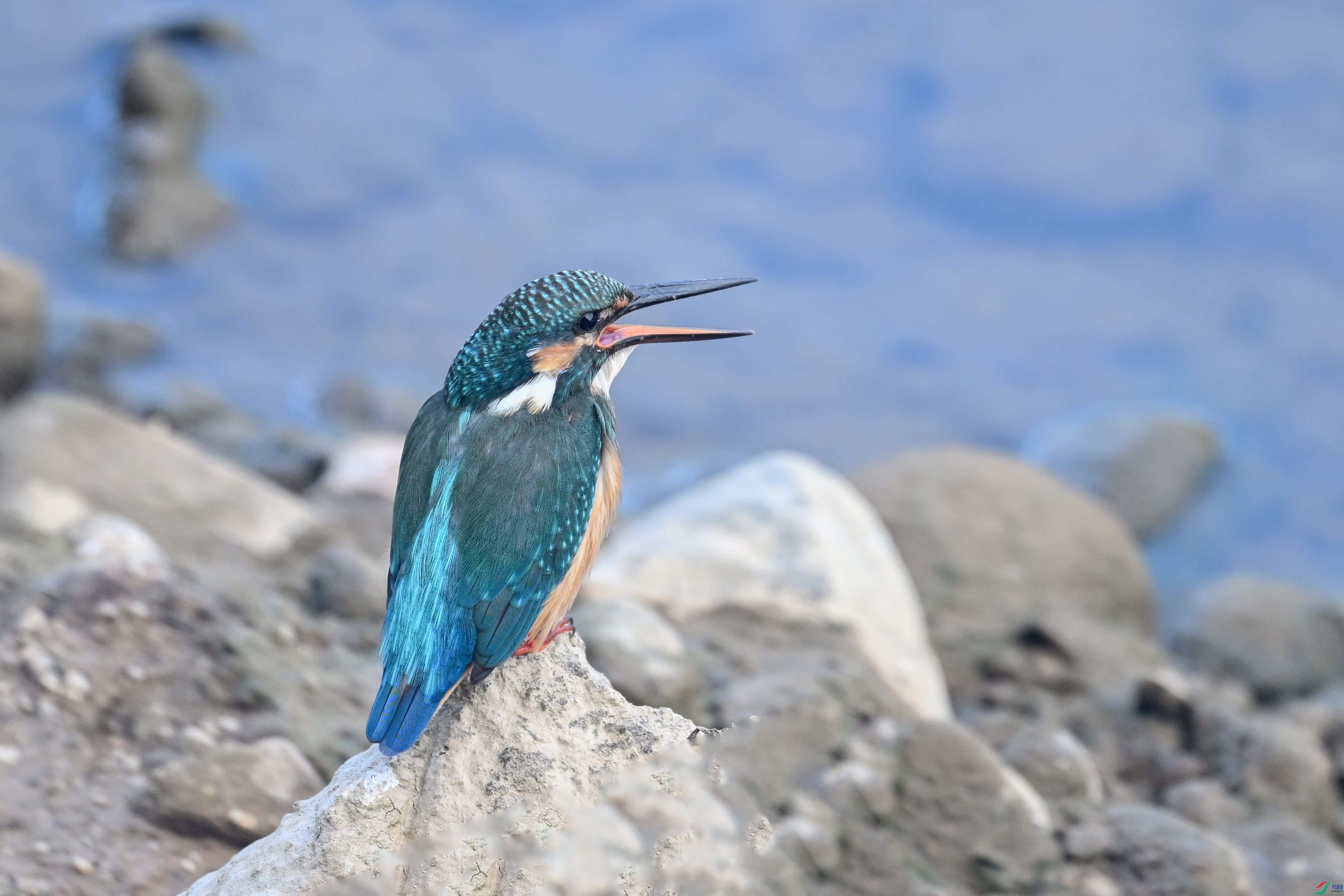 DSC_2917.JPG