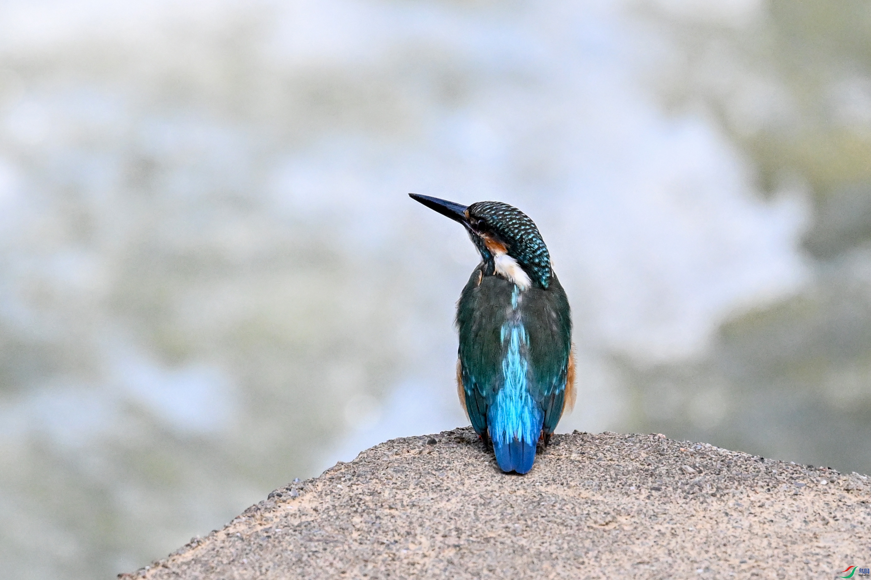 DSC_2947.JPG