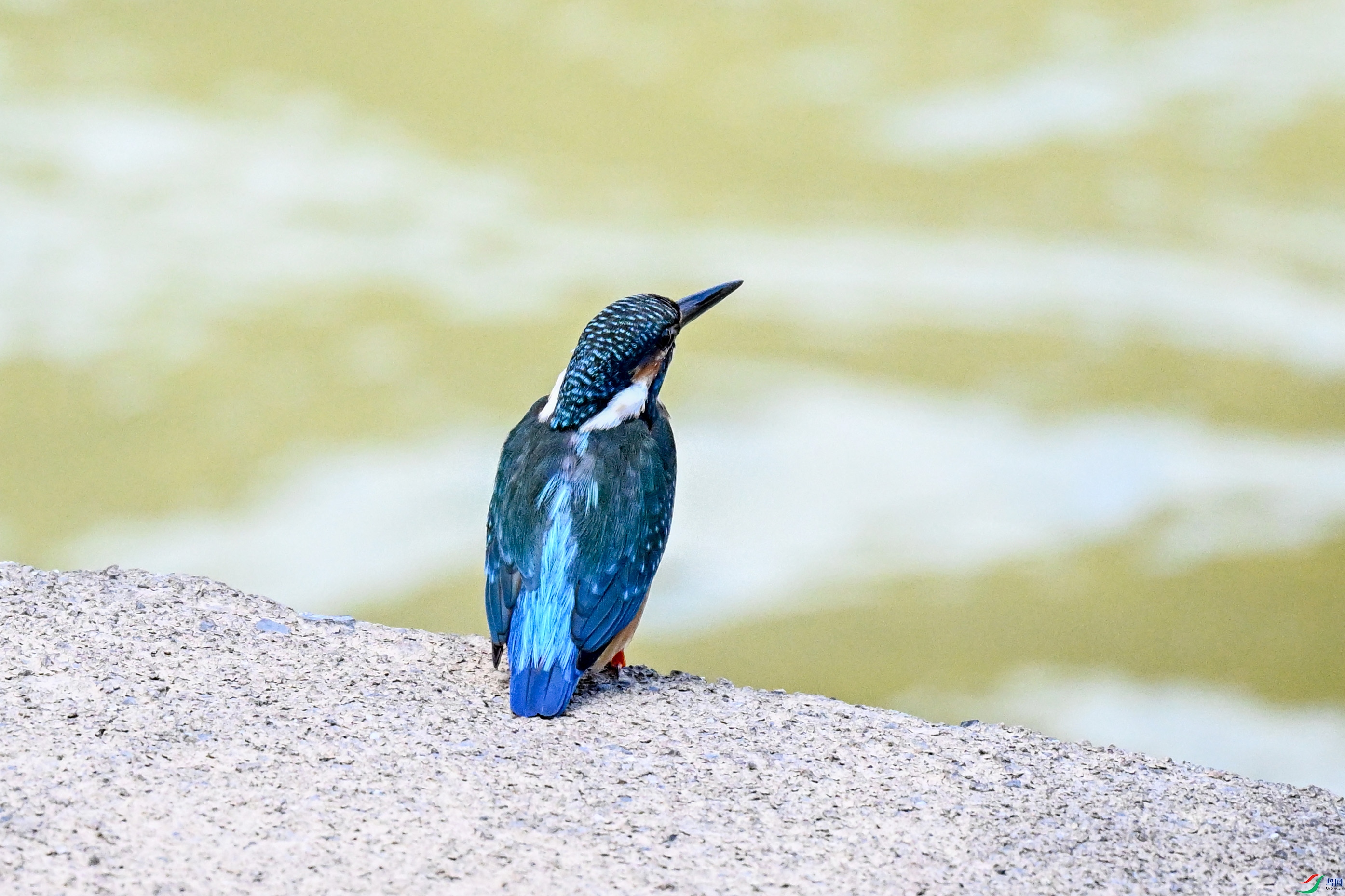 DSC_2948.JPG