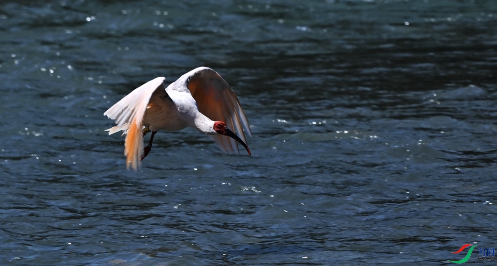 DSC_4401.JPG