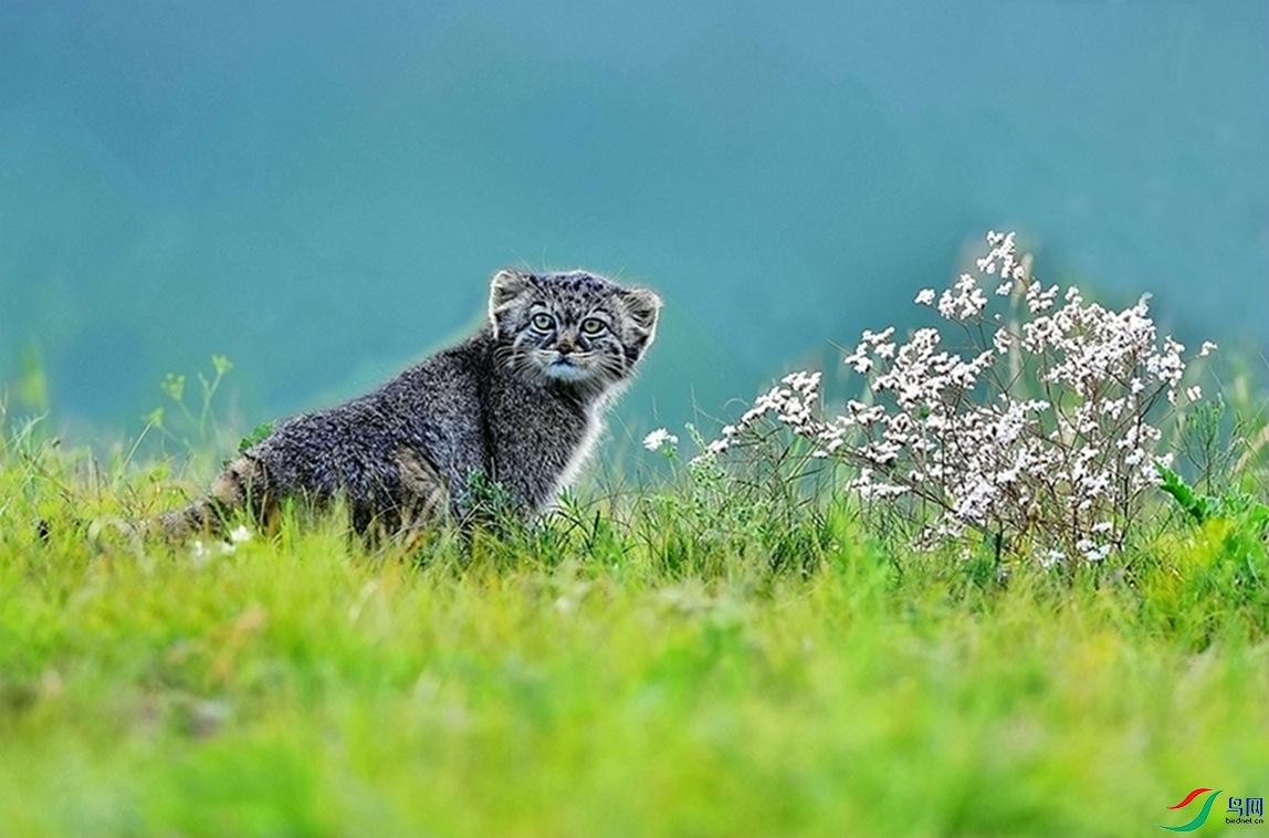 ���䡣