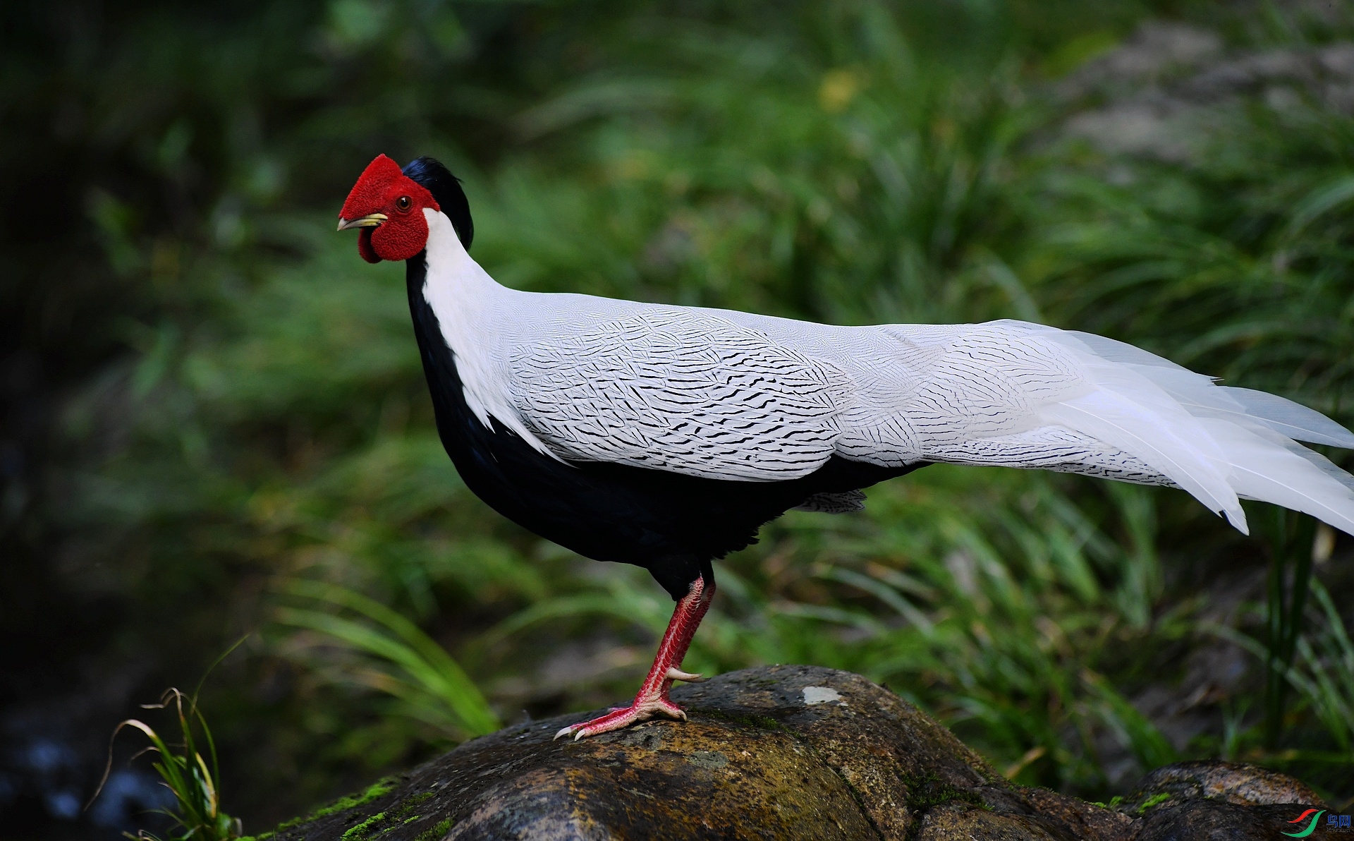 DSC_2063.jpg