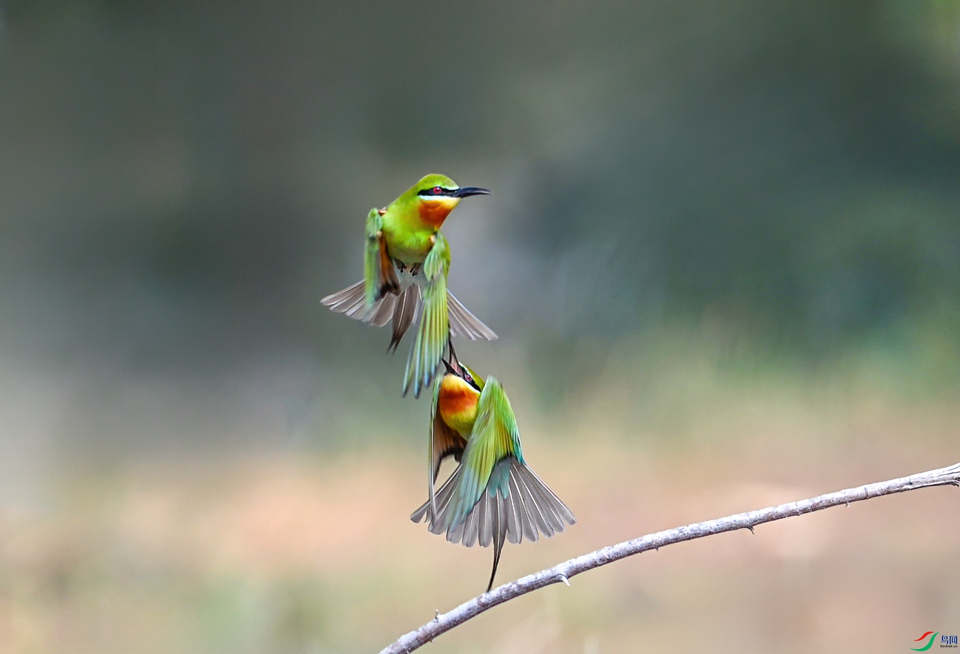 DSC_3373_1.jpg