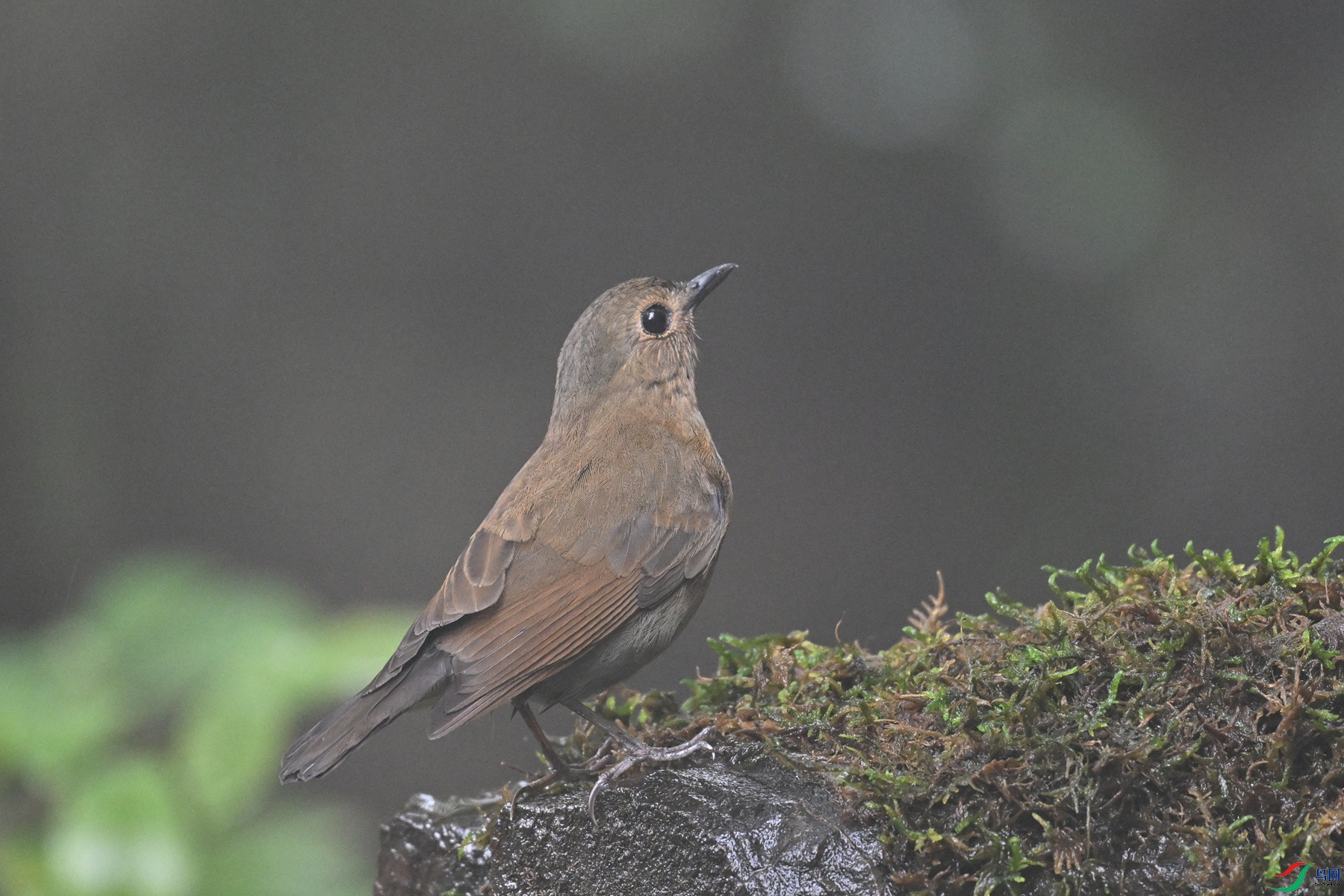 DSC_7001.JPG