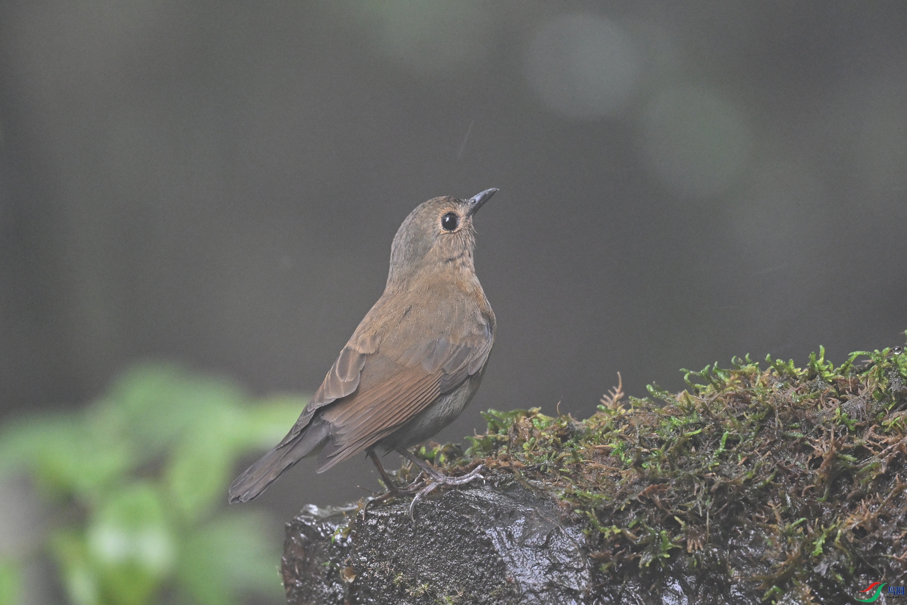 DSC_7004.JPG