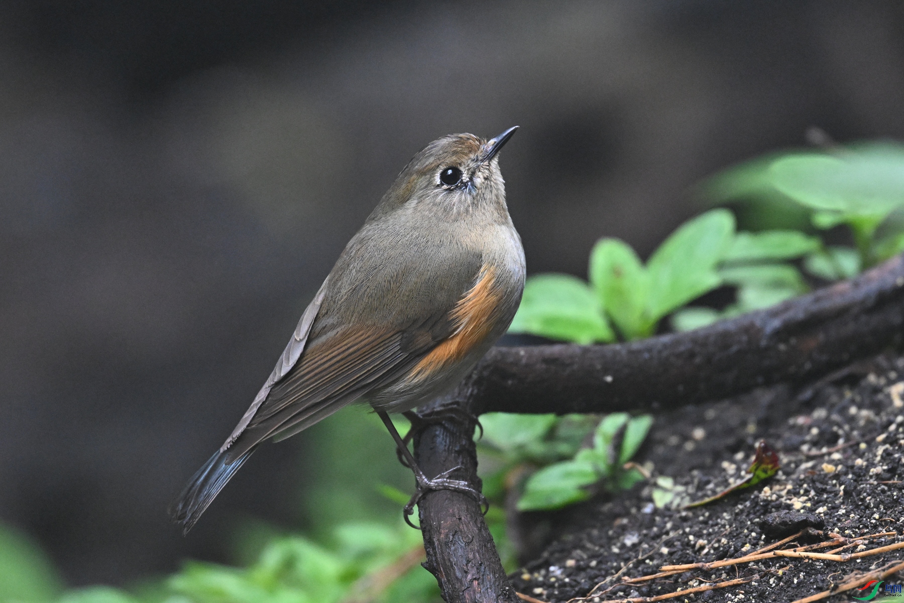 DSC_7038.JPG