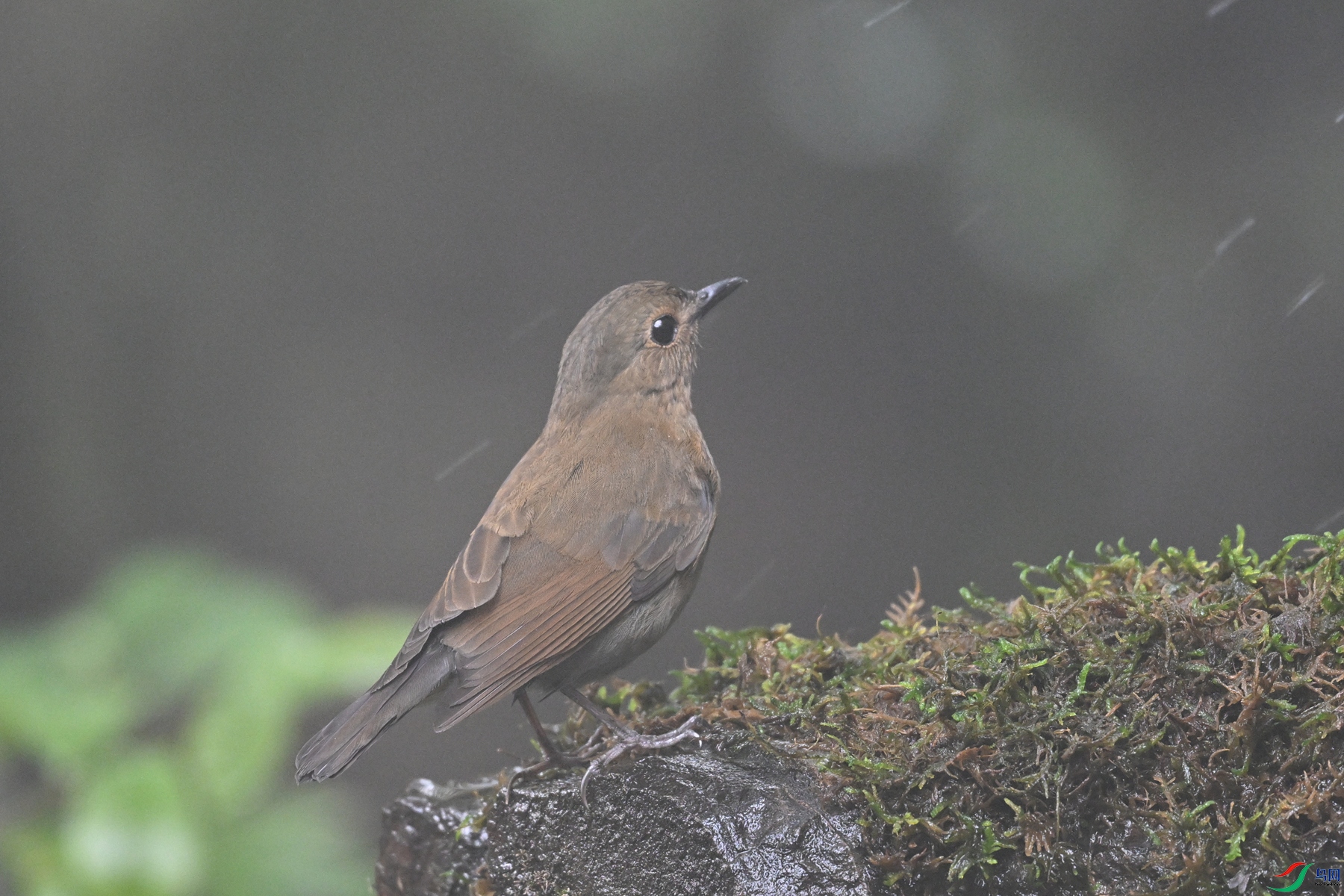 DSC_7006.JPG
