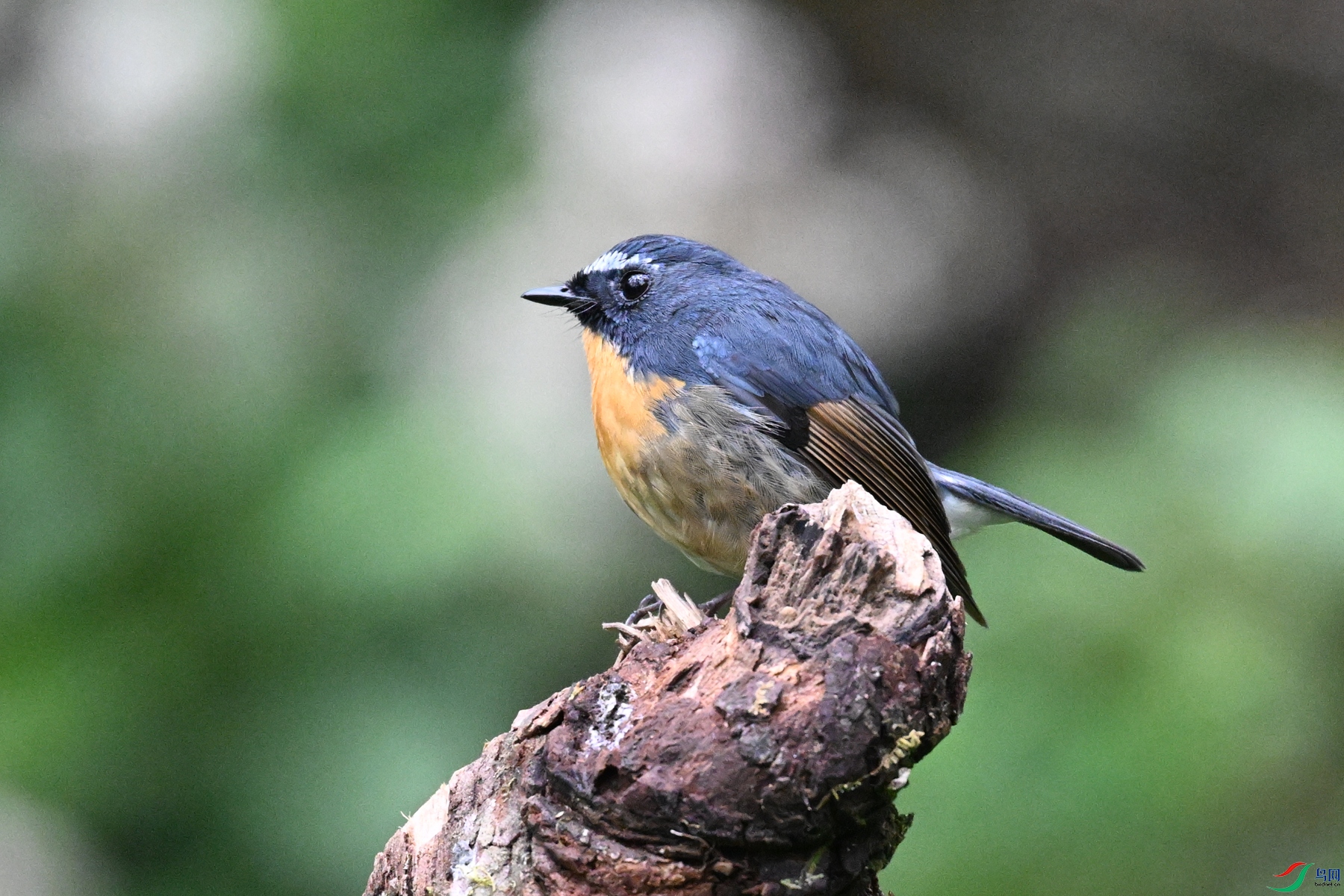 DSC_7043.JPG