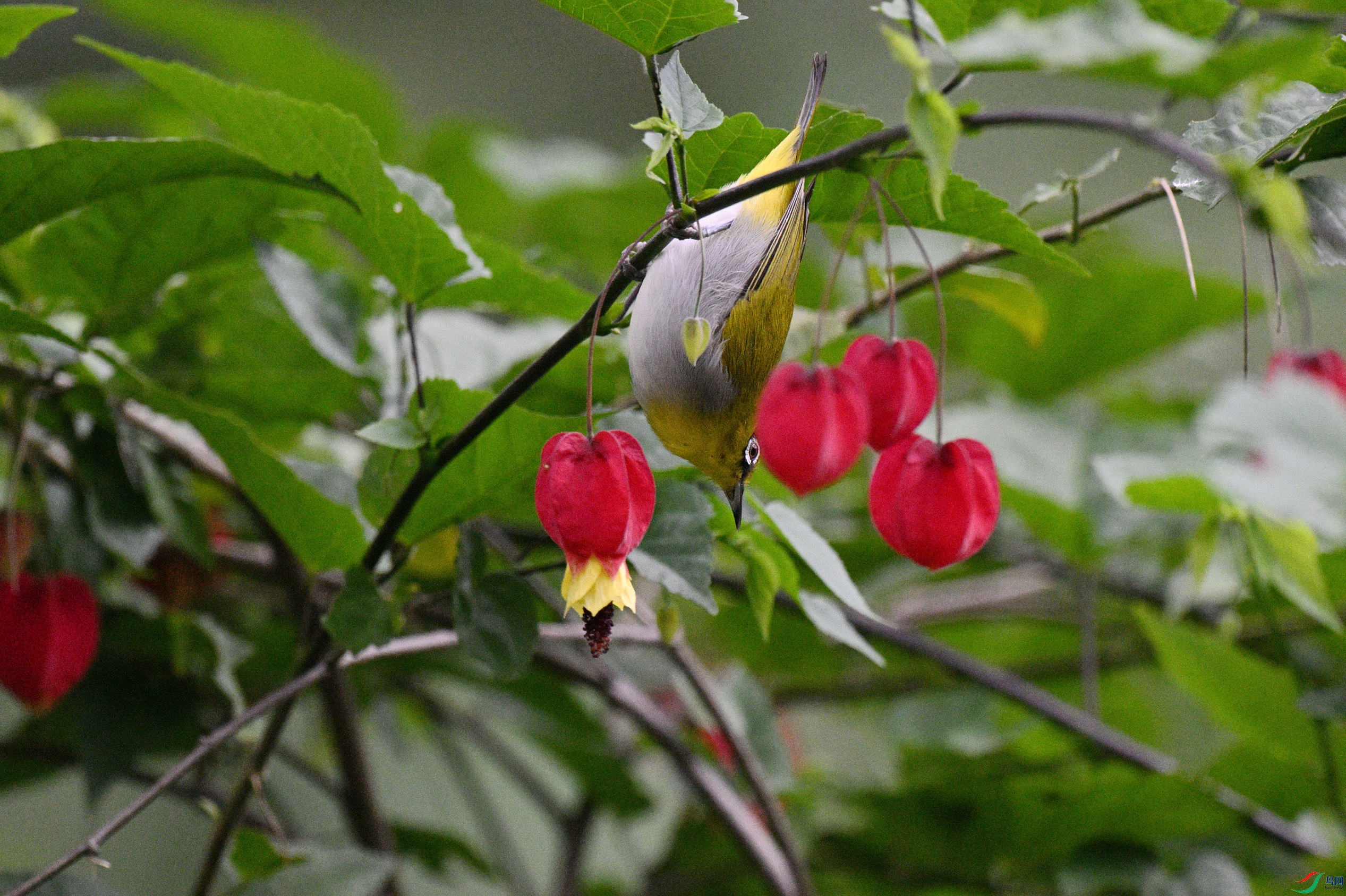 DSC_5649_����.jpg
