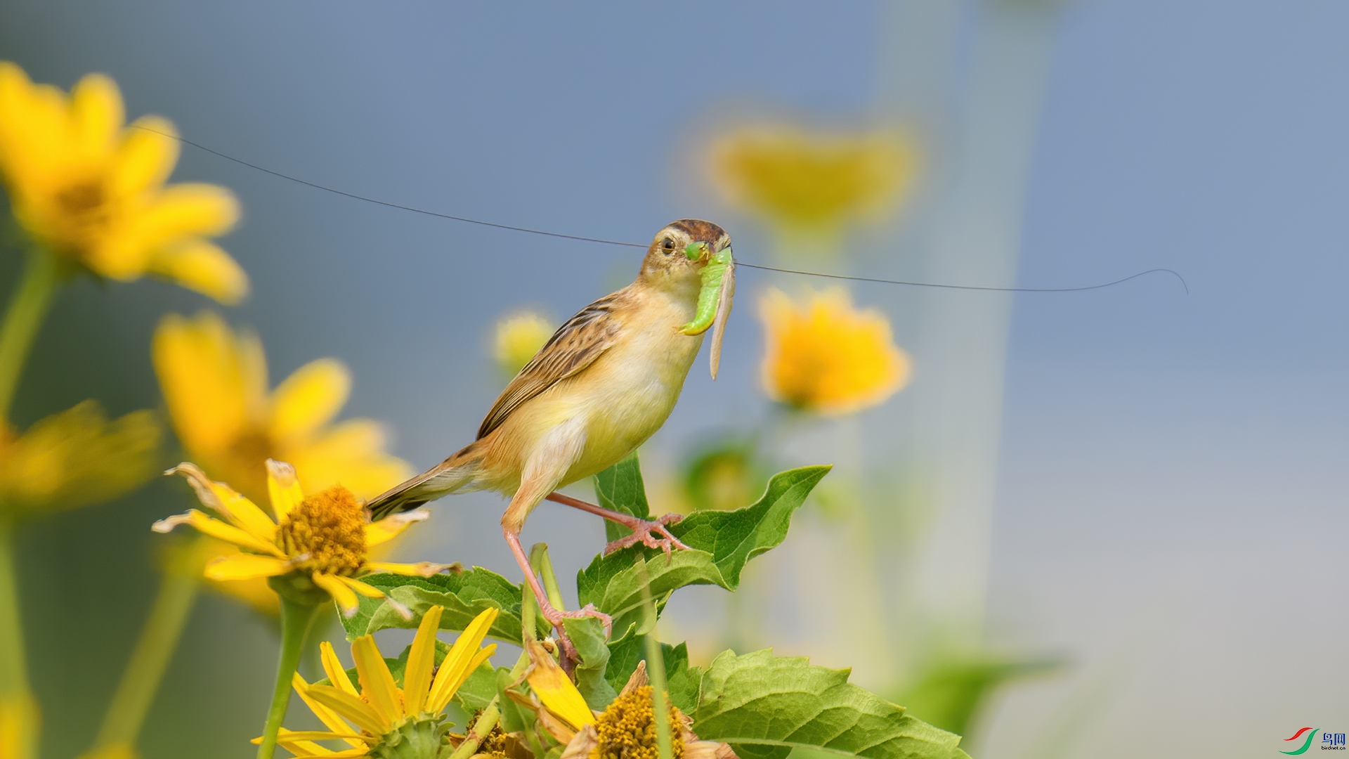 DSC_1860-20250914��.jpg