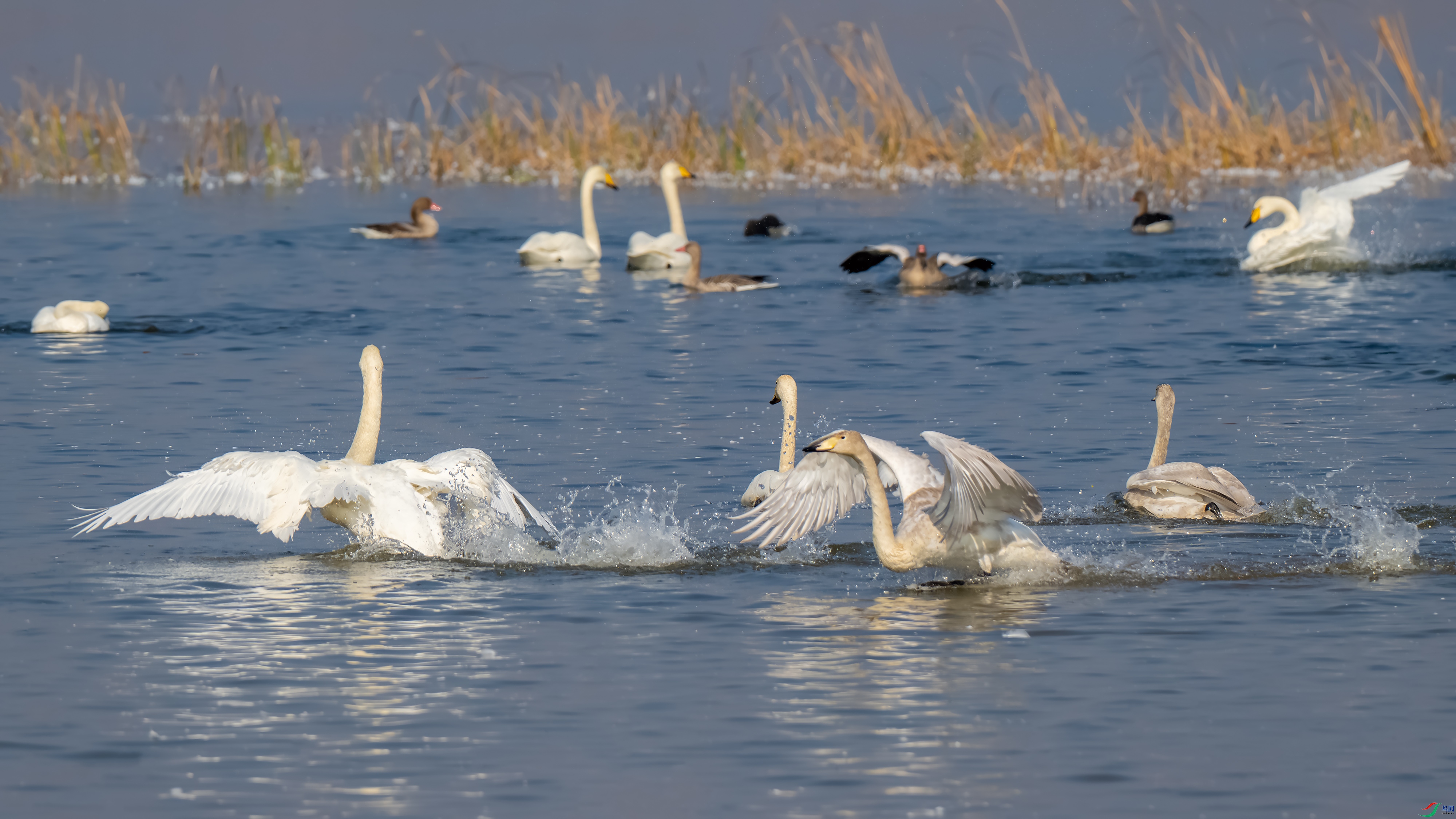 DSC_7392.jpg