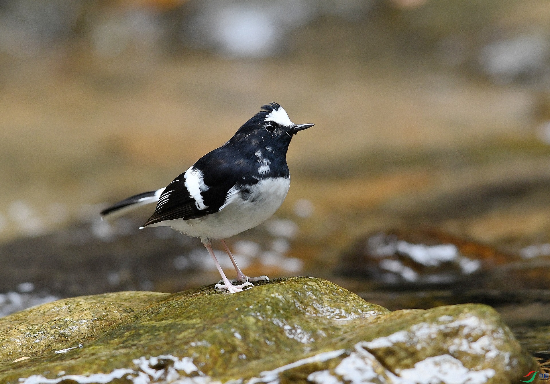 DSC_7025.jpg