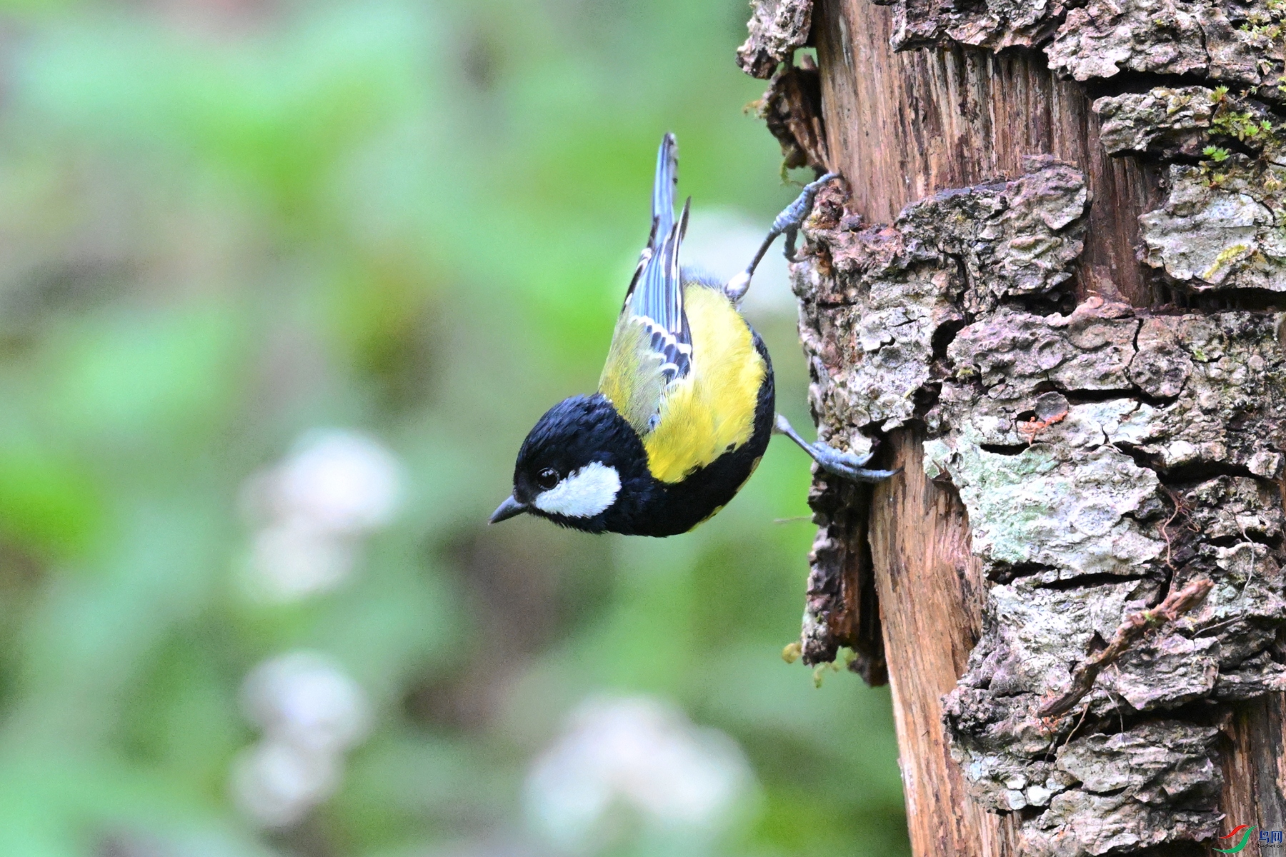 DSC_7070.JPG