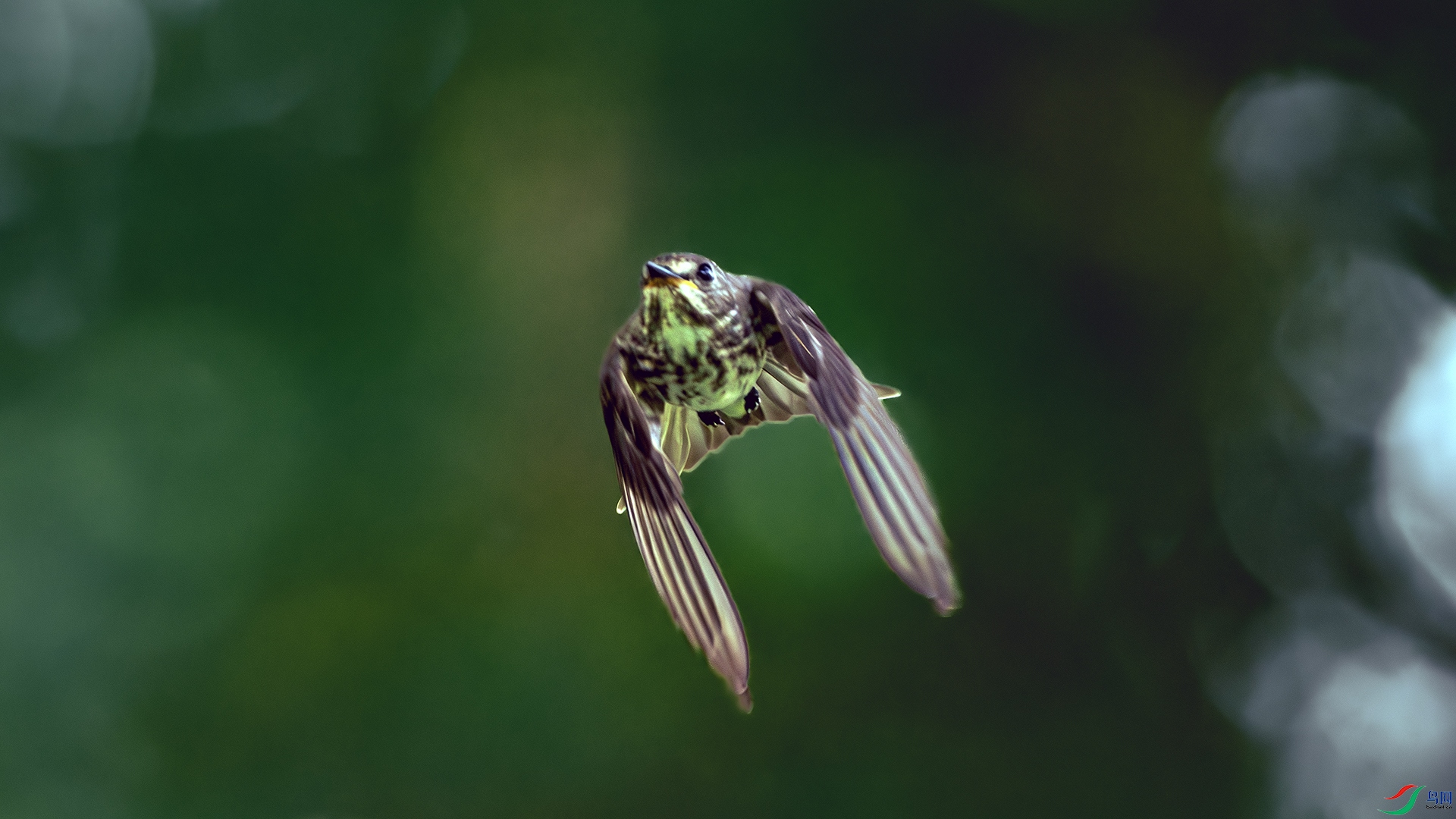 DSC_9805-����ǿ-NR ����.jpg