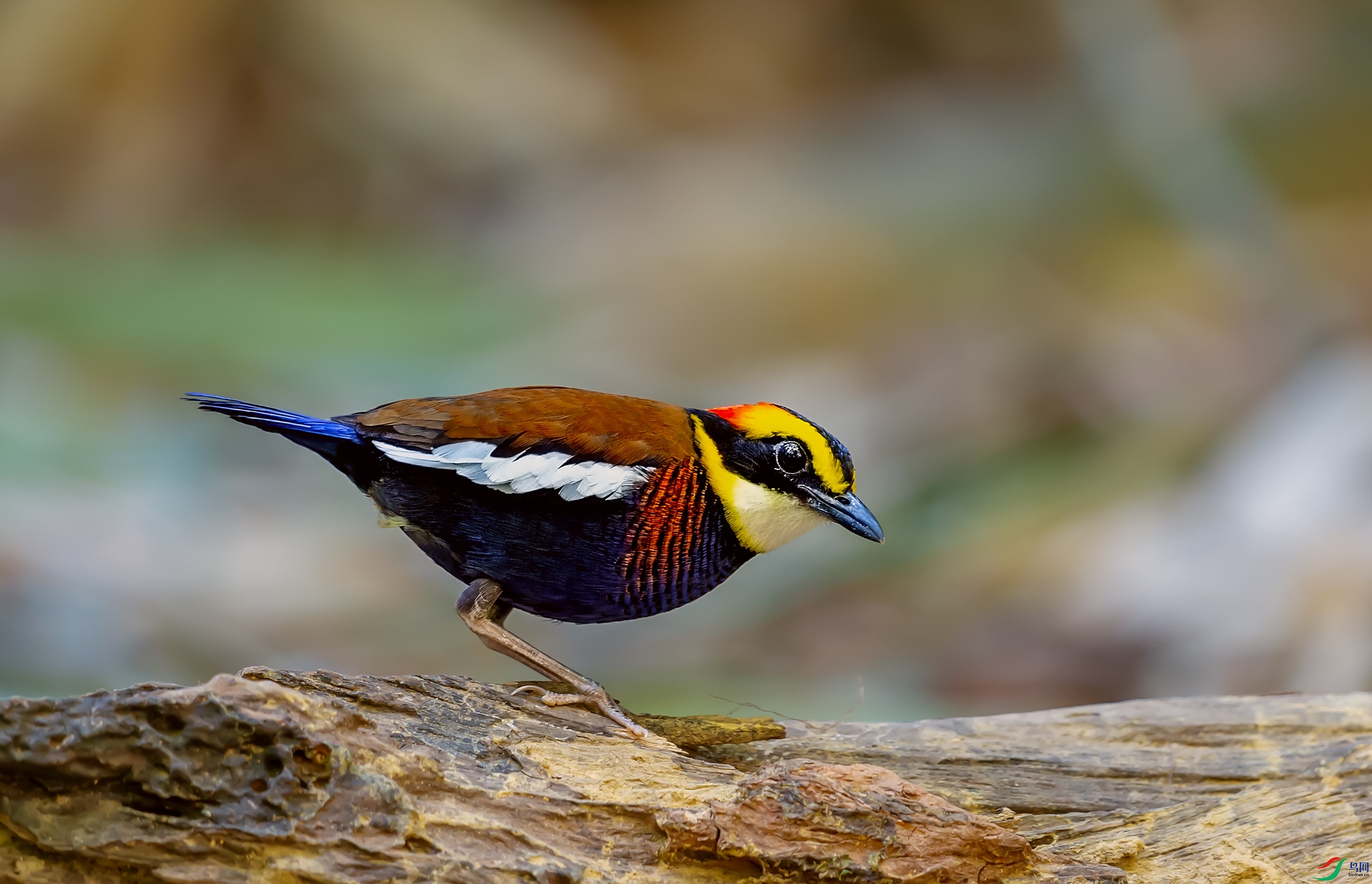 DSC_7625-1.jpg