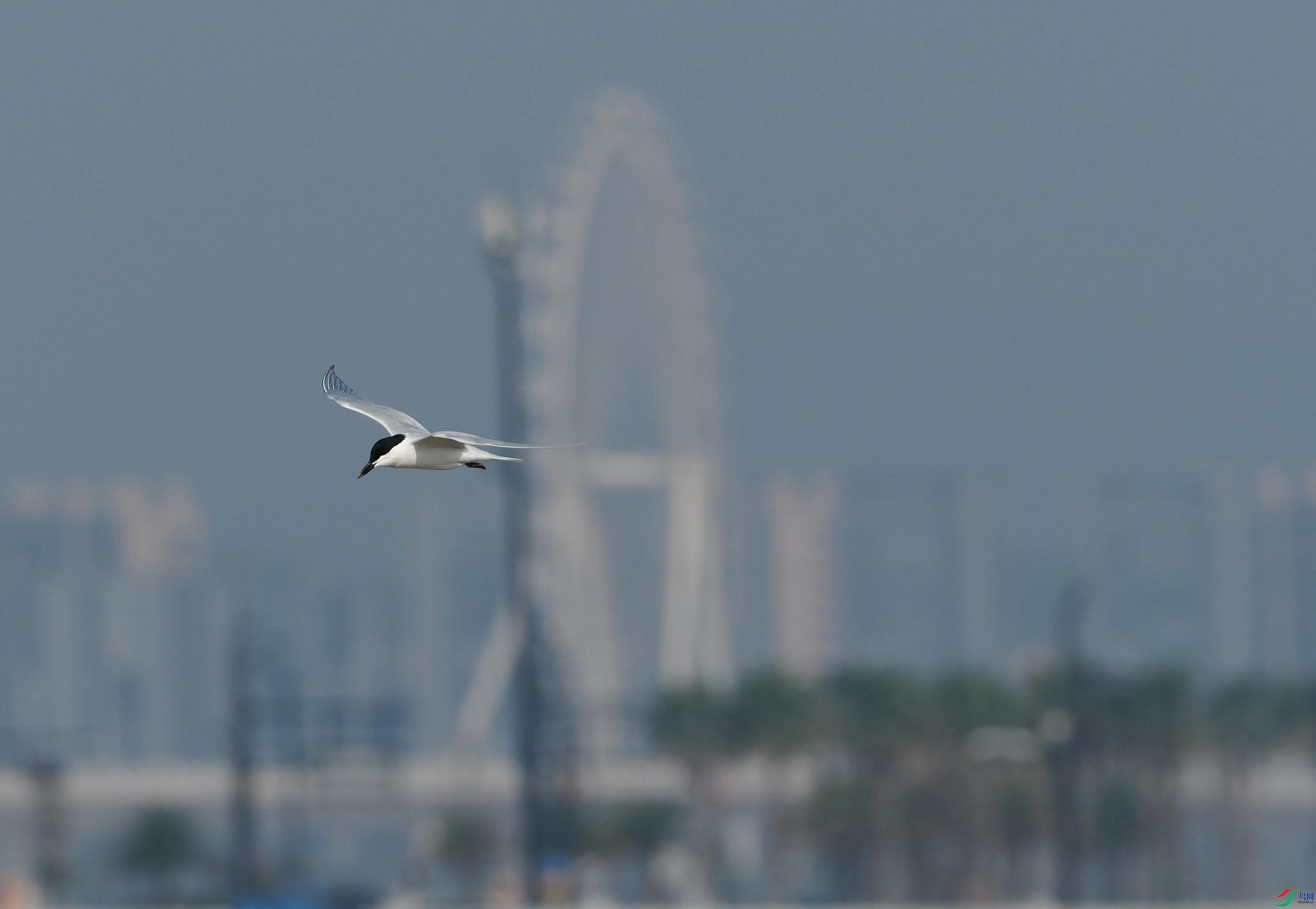 P4191667(1).jpg