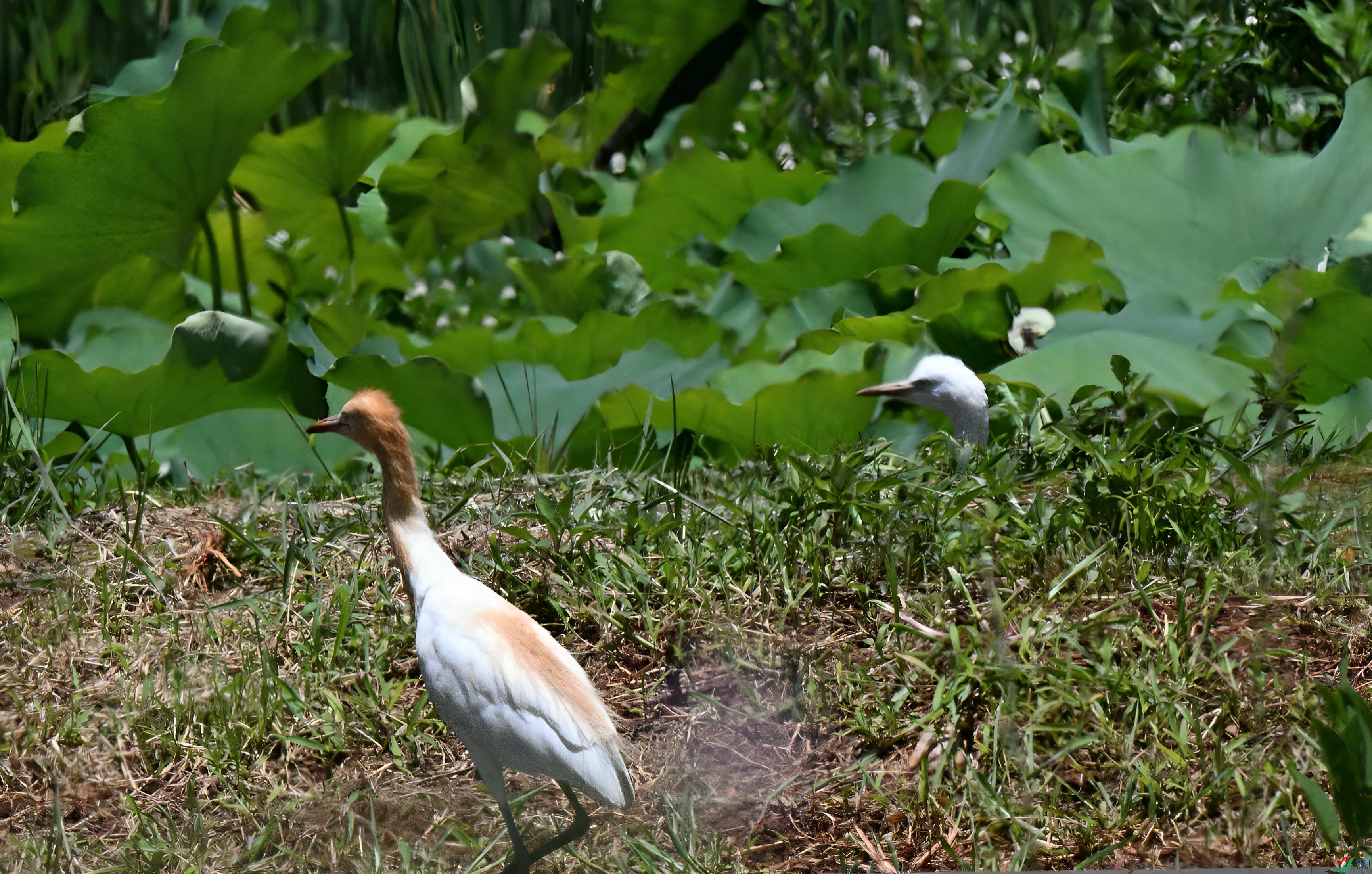DSC_8077_����.jpg