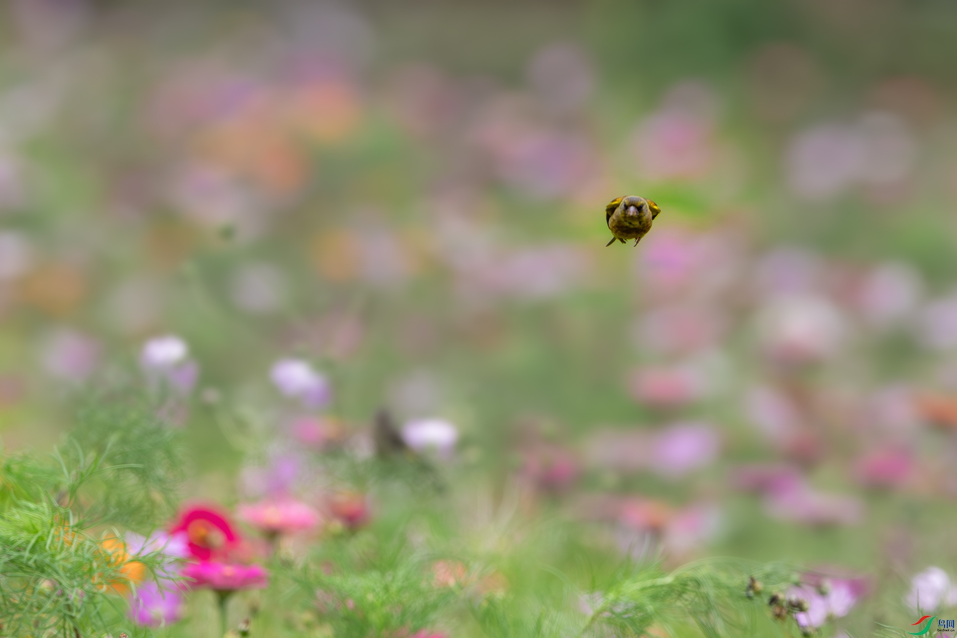 1I9A9649-1ab.jpg