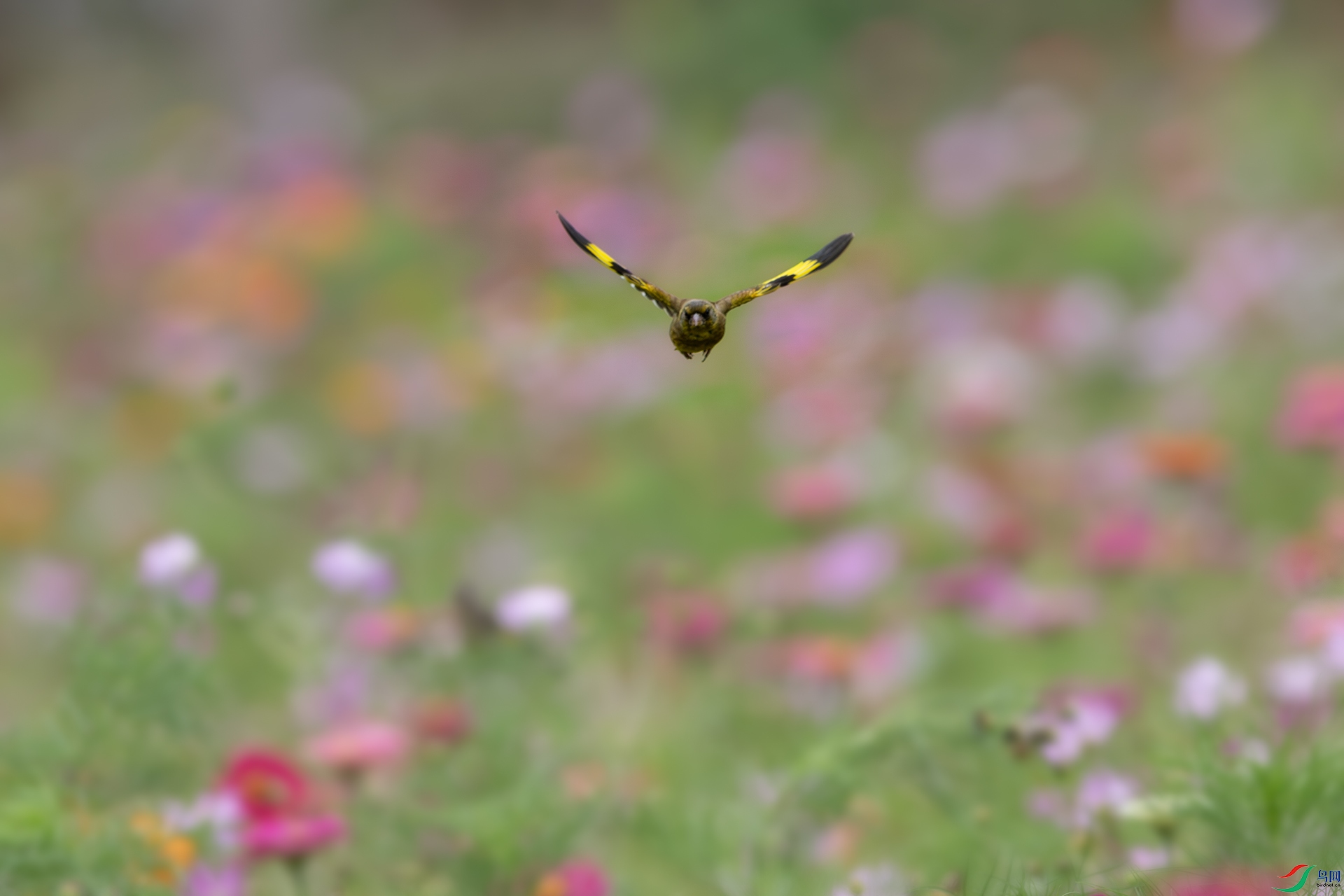 1I9A9650-1ab.jpg