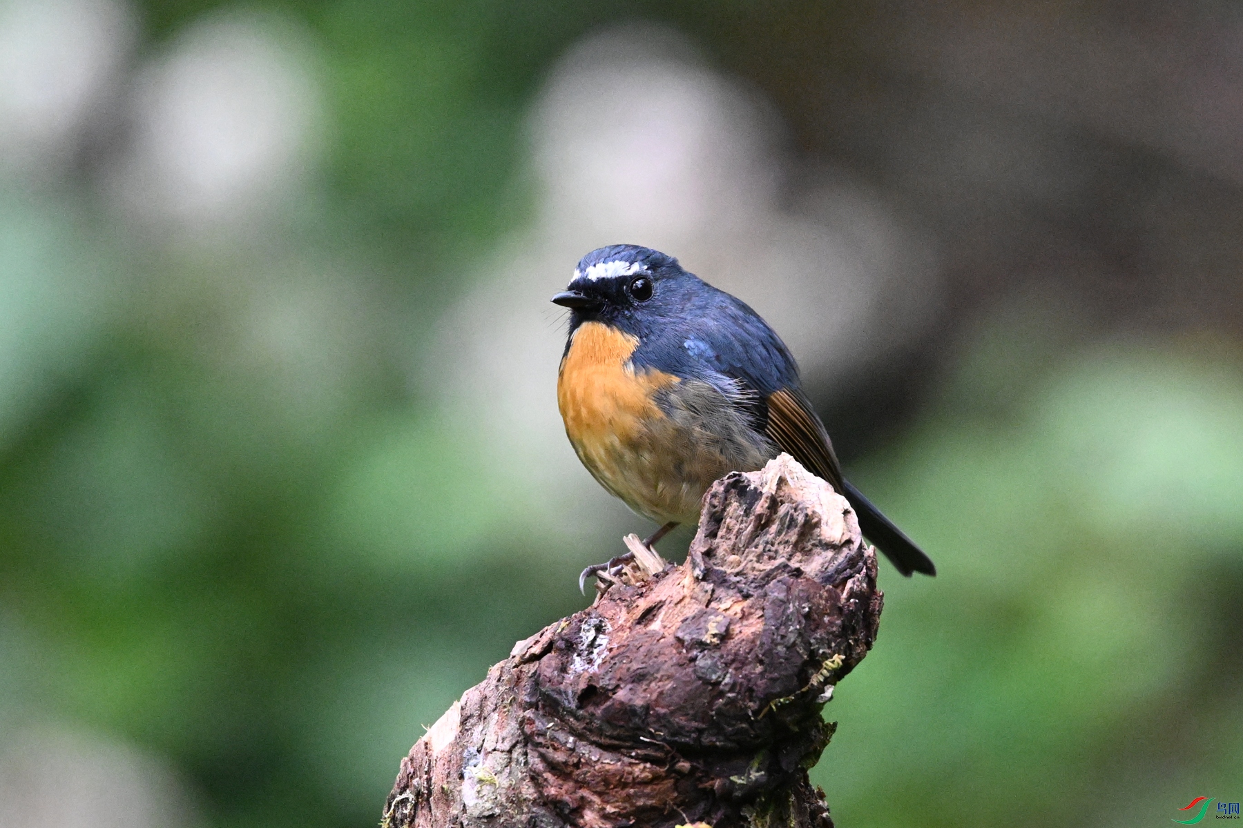 DSC_7061.JPG