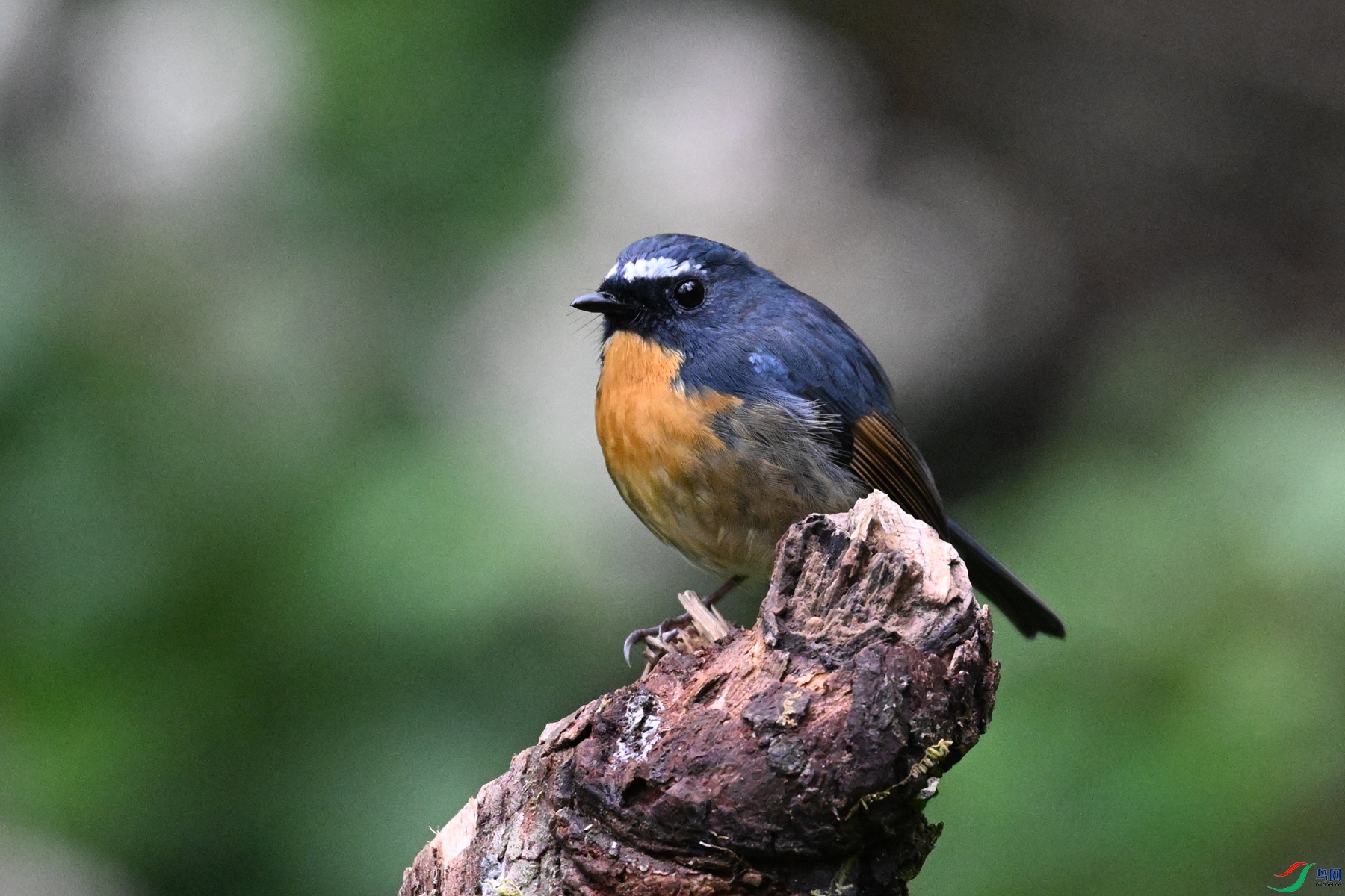 DSC_7065.JPG