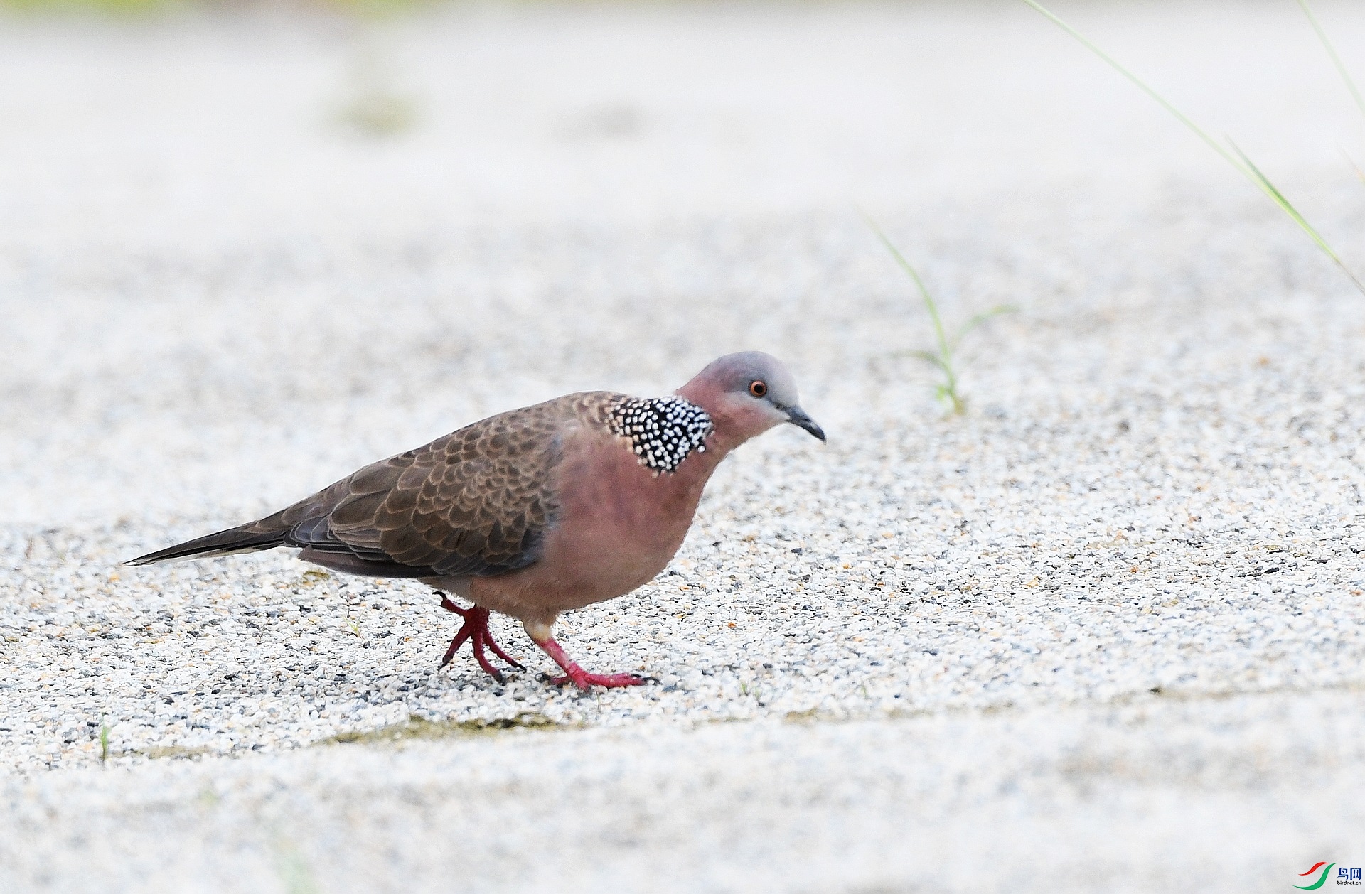DSC_6588.jpg