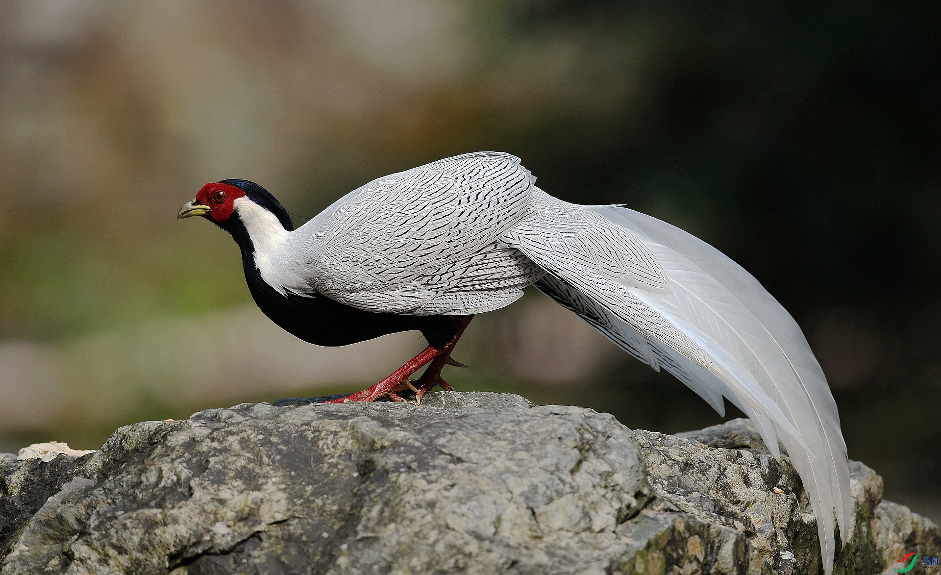 DSC_7527.jpg