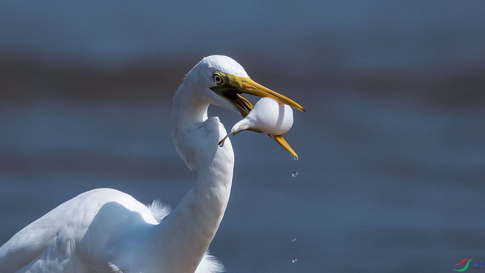 DSC_6980-.jpg