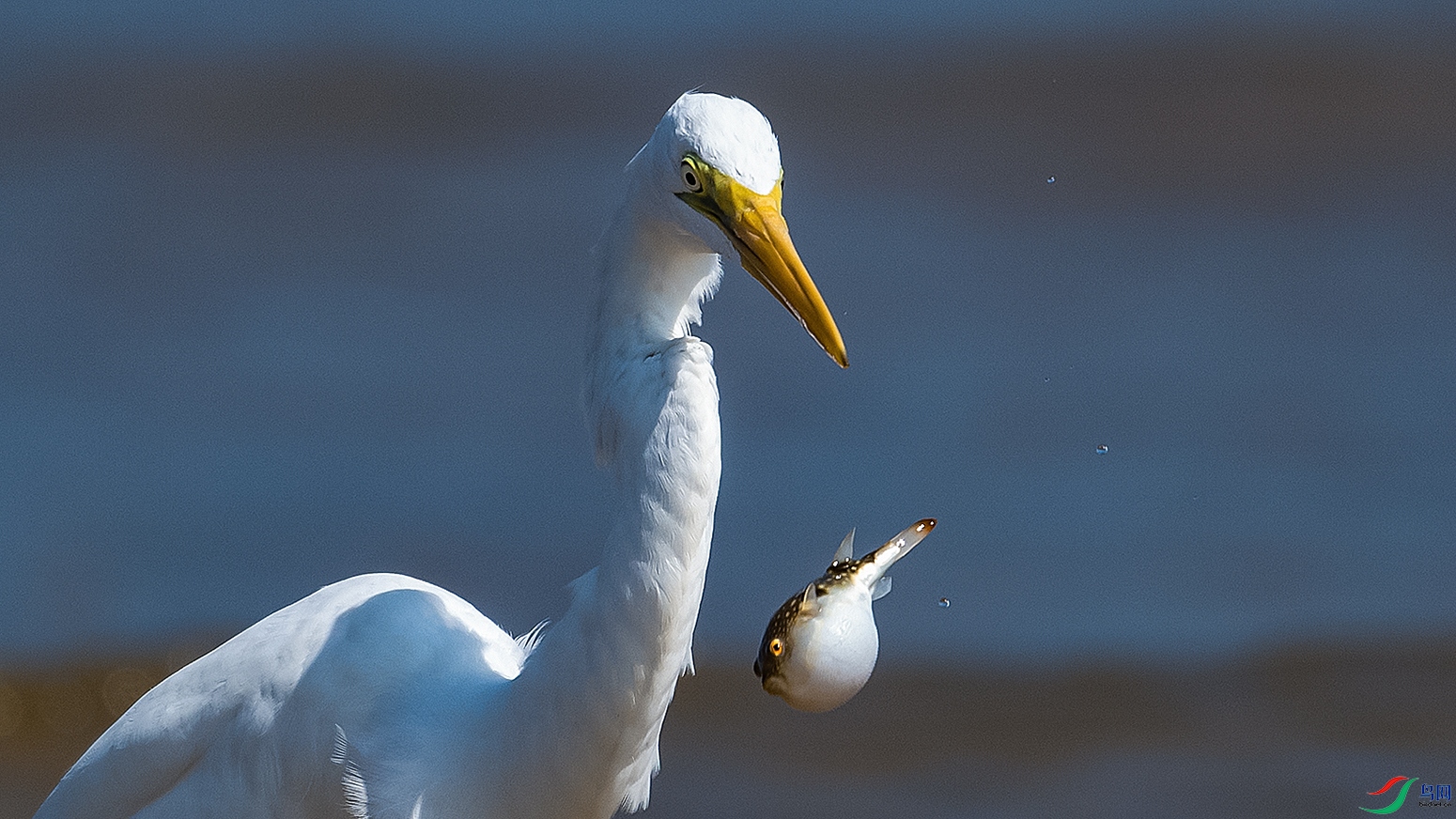 DSC_6974---.jpg
