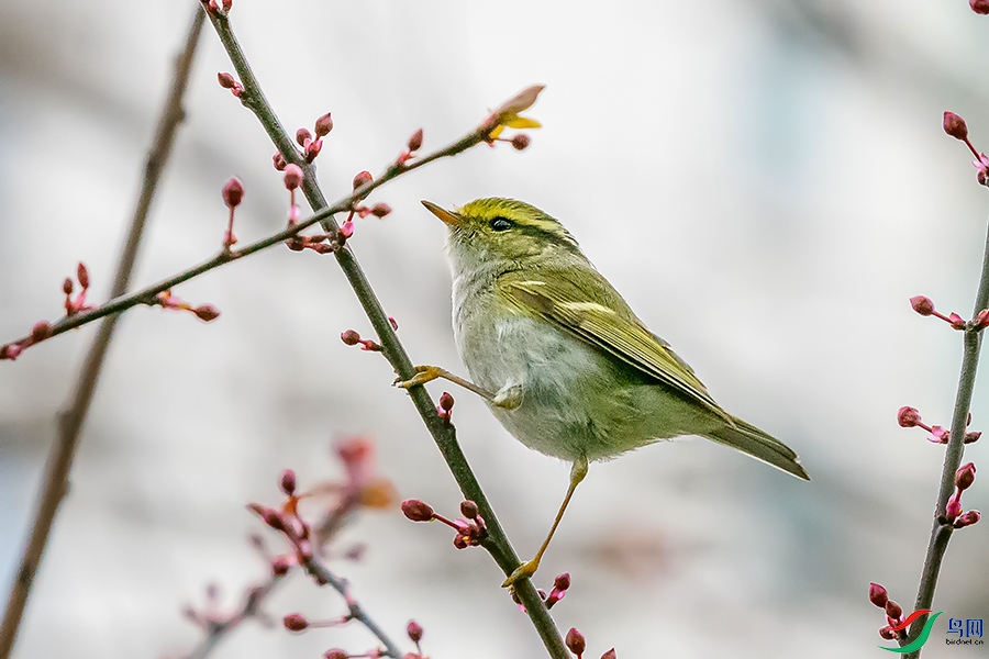 DSC_0626A.jpg