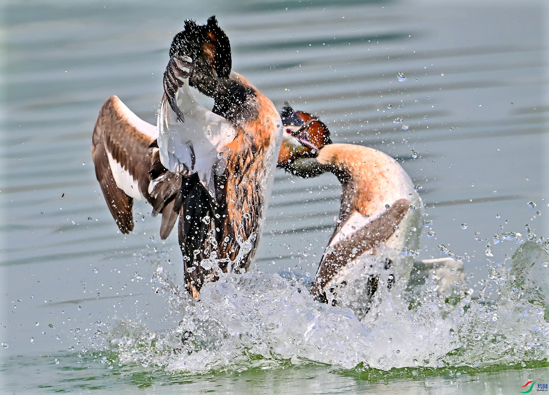DSC_0983---_conew1.jpg