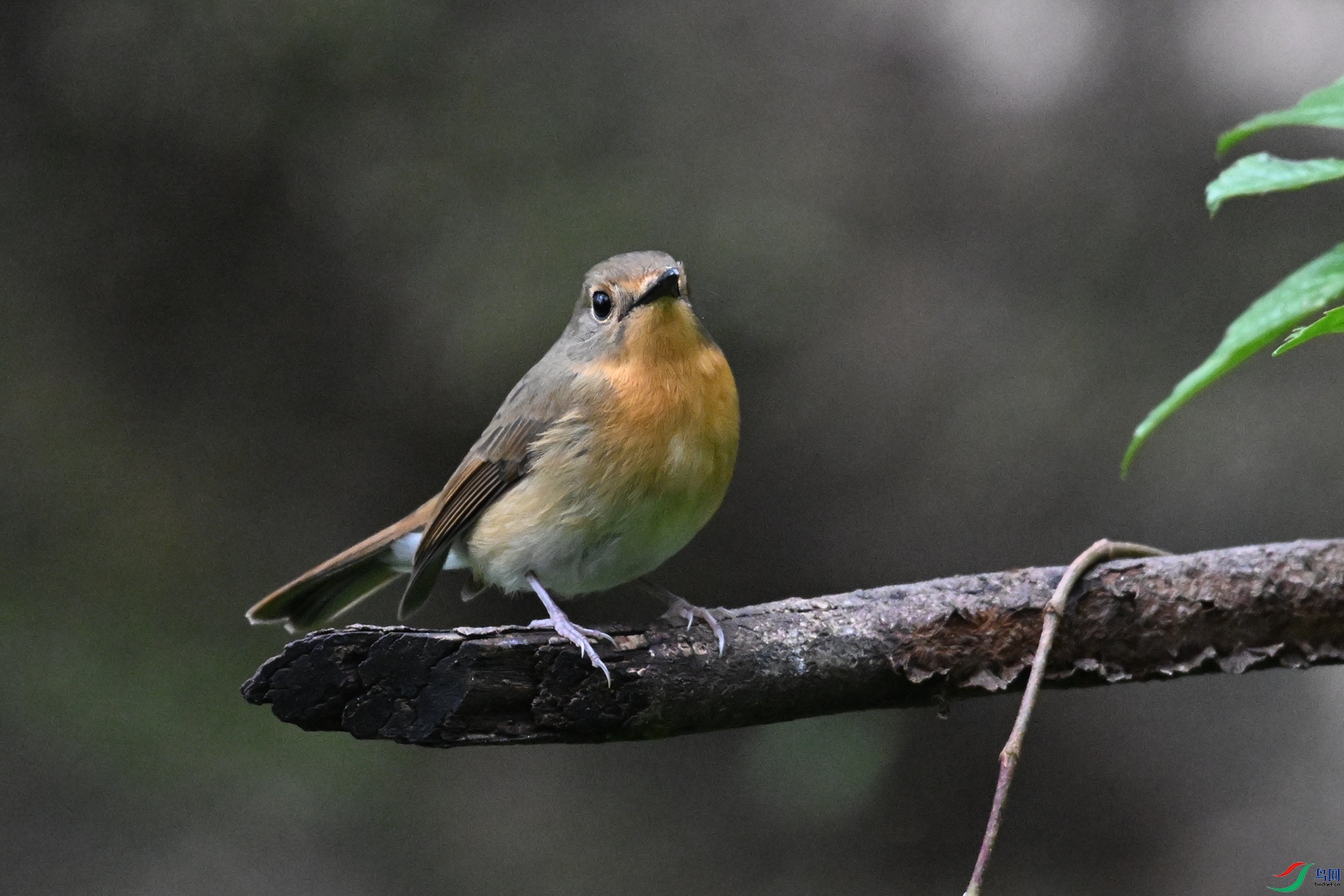 DSC_7100.JPG