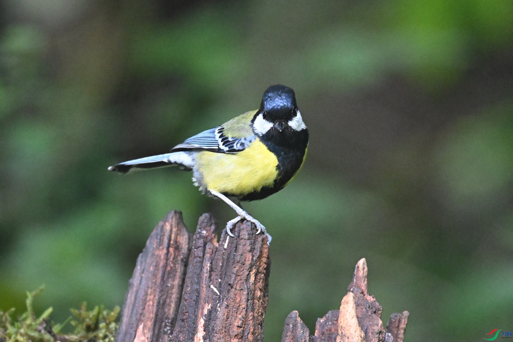 DSC_7133.JPG