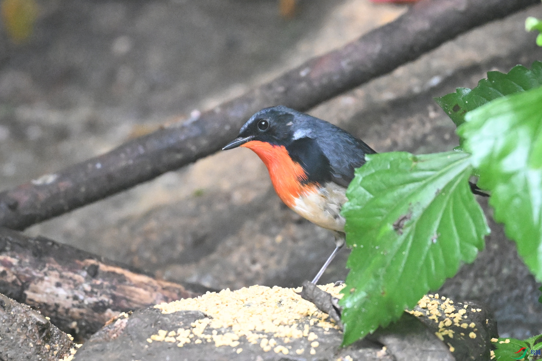 DSC_7134.JPG