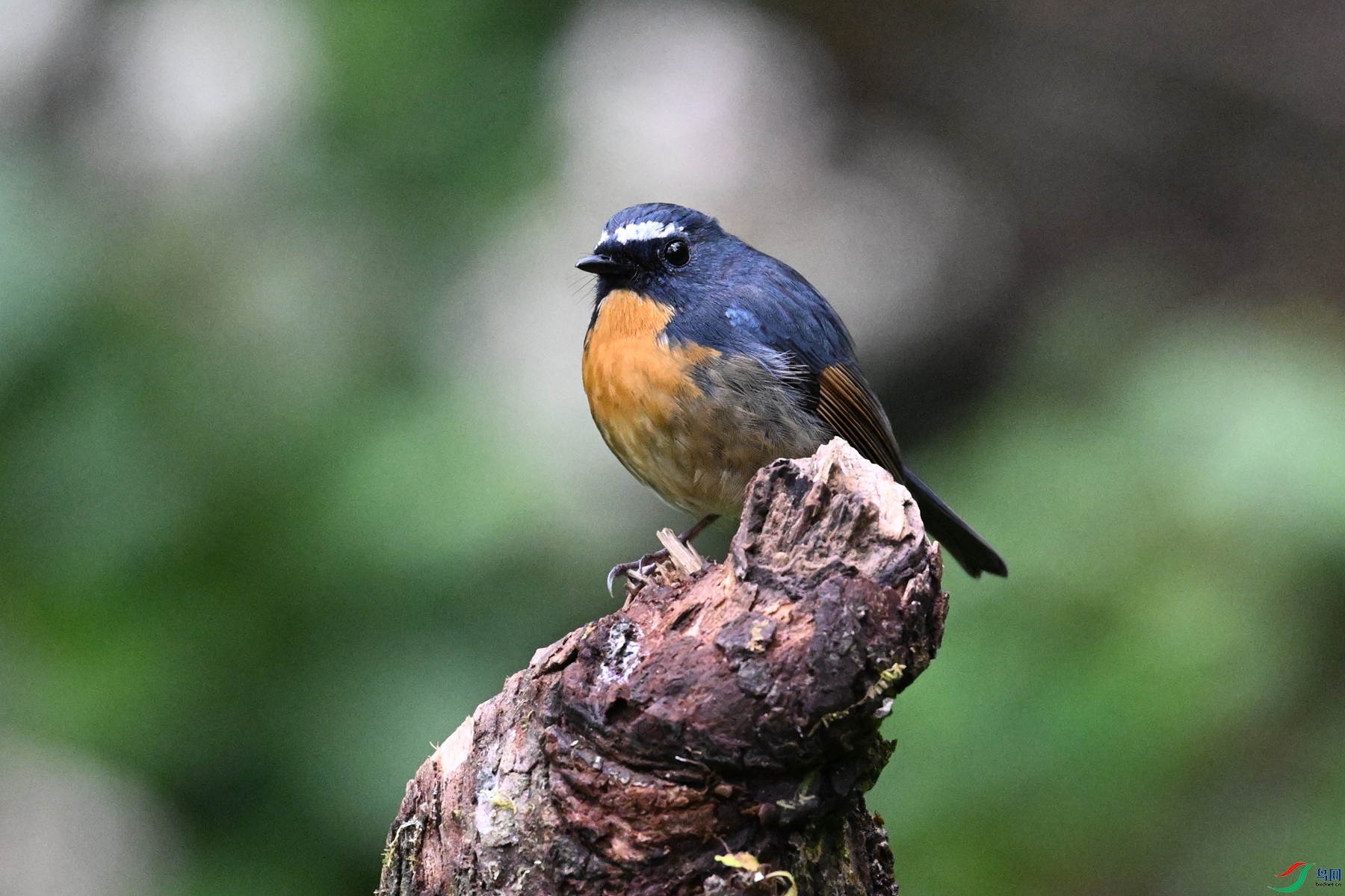 DSC_7062.JPG