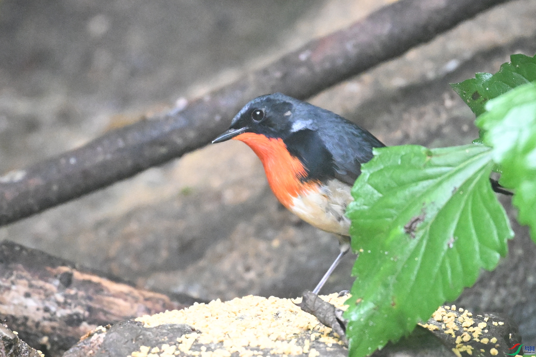 DSC_7136.JPG