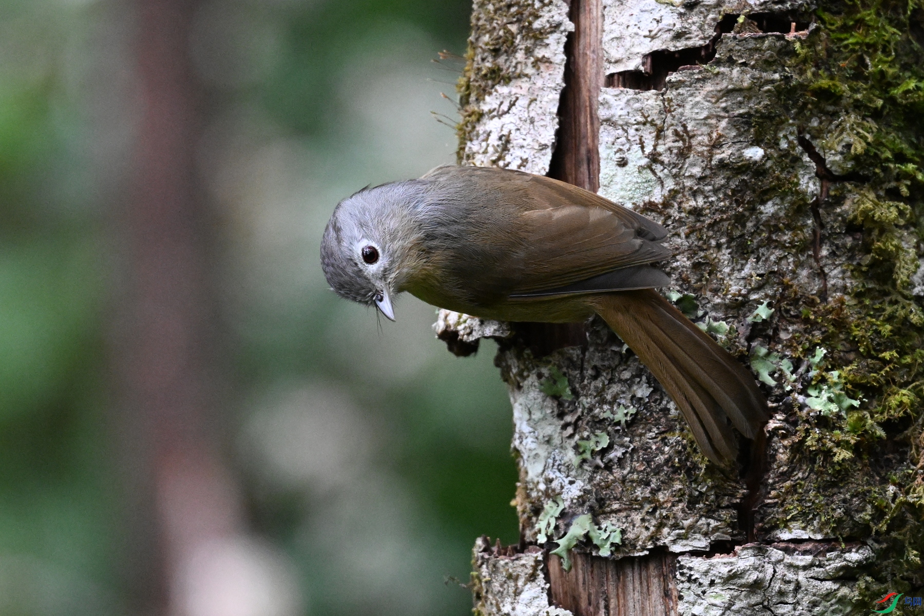 DSC_7106.JPG